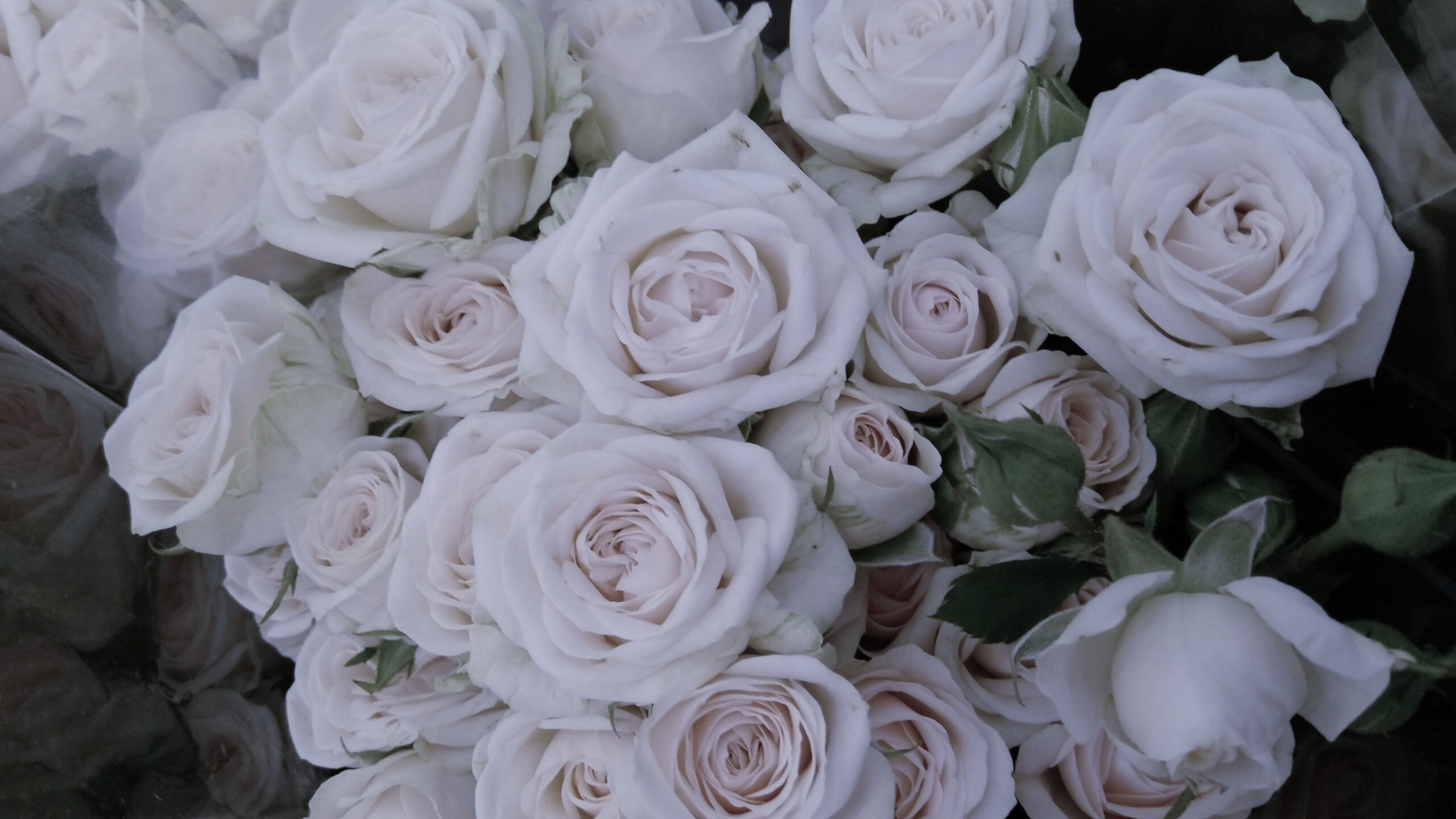 Bunch Of White Rose K HD Rose