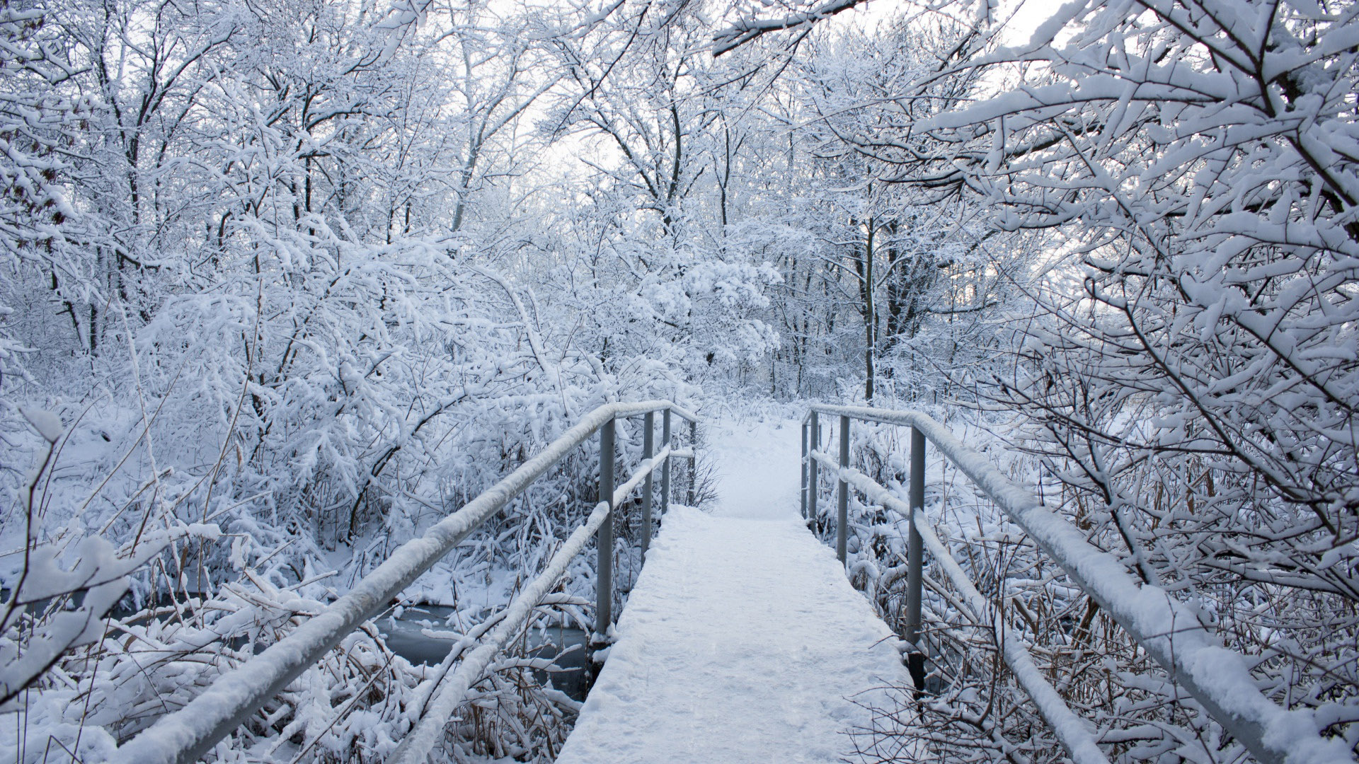 Bridge With Snow Between Snow Covered Trees HD Winter