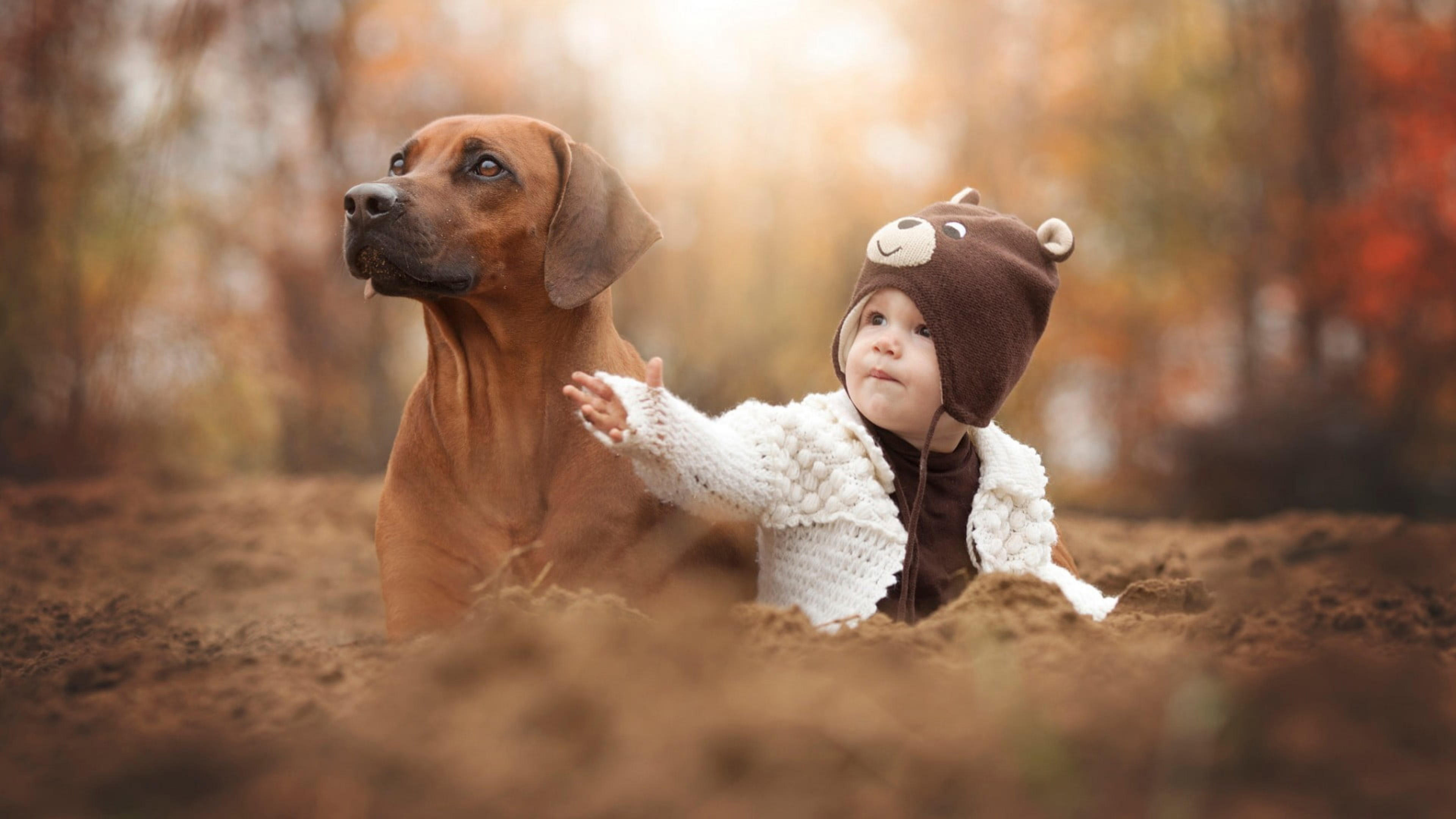 Adult Short Coated Brown Dog Animals Baby Hat K HD