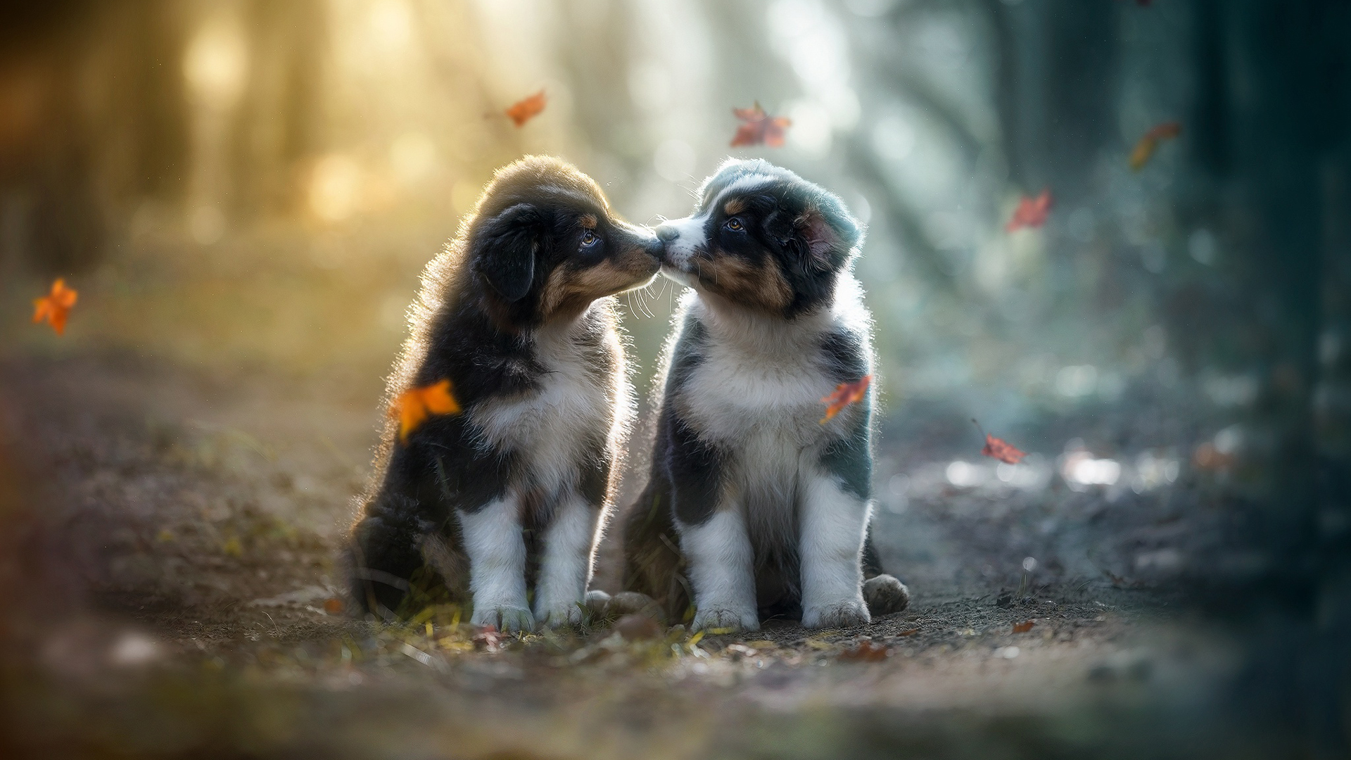 Two Cute Puppies Are Kissing Each Other Sitting In Blur Forest Wallpaper HD Dog