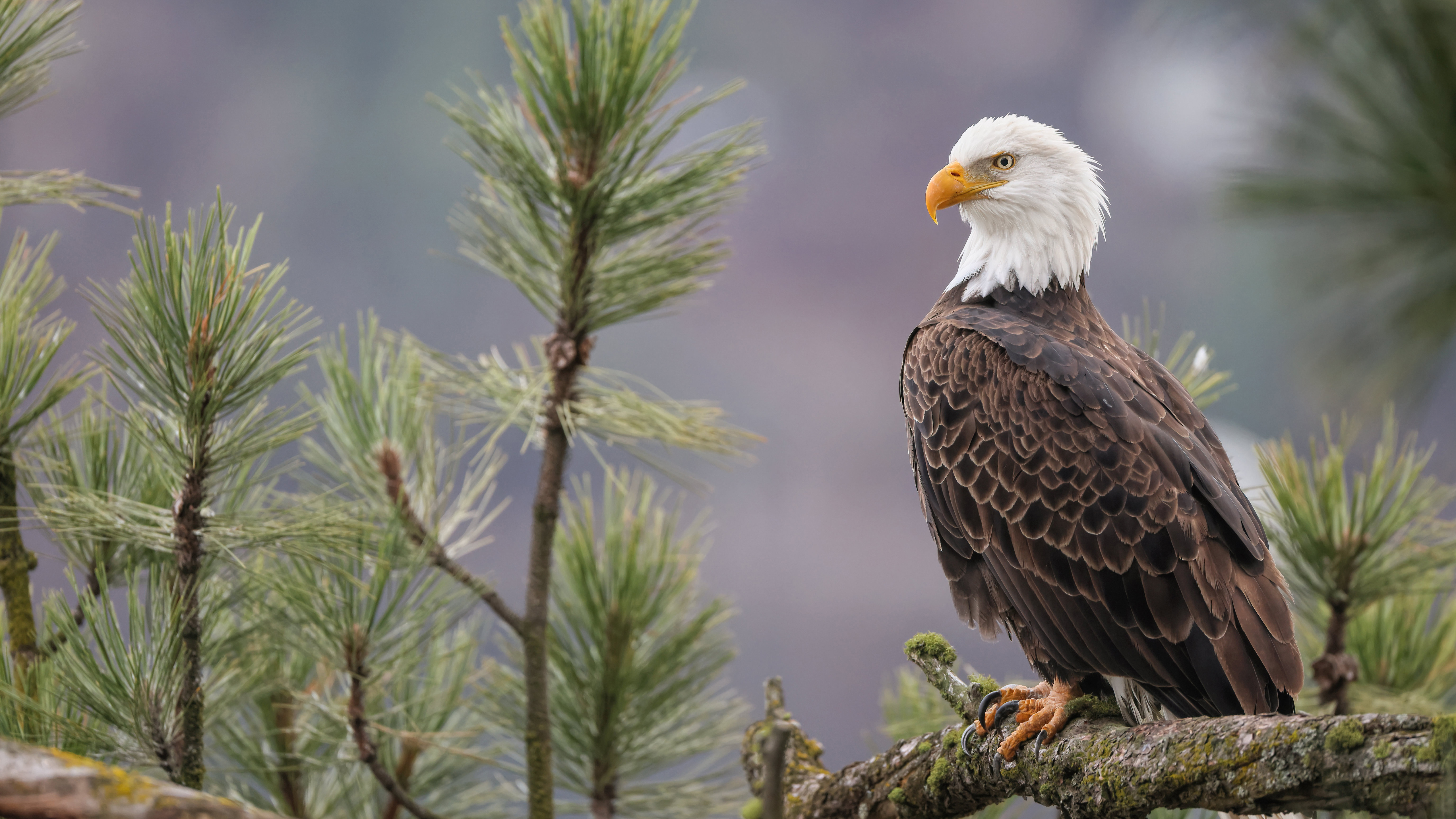 Eagle Is Standing On Tree Branch With Shallow Wallpaper K K HD Birds