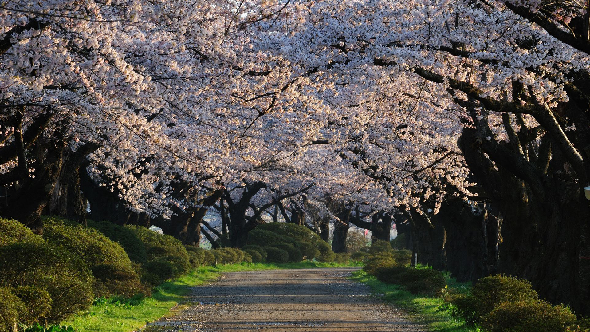 Road Between White Blossom Trees HD