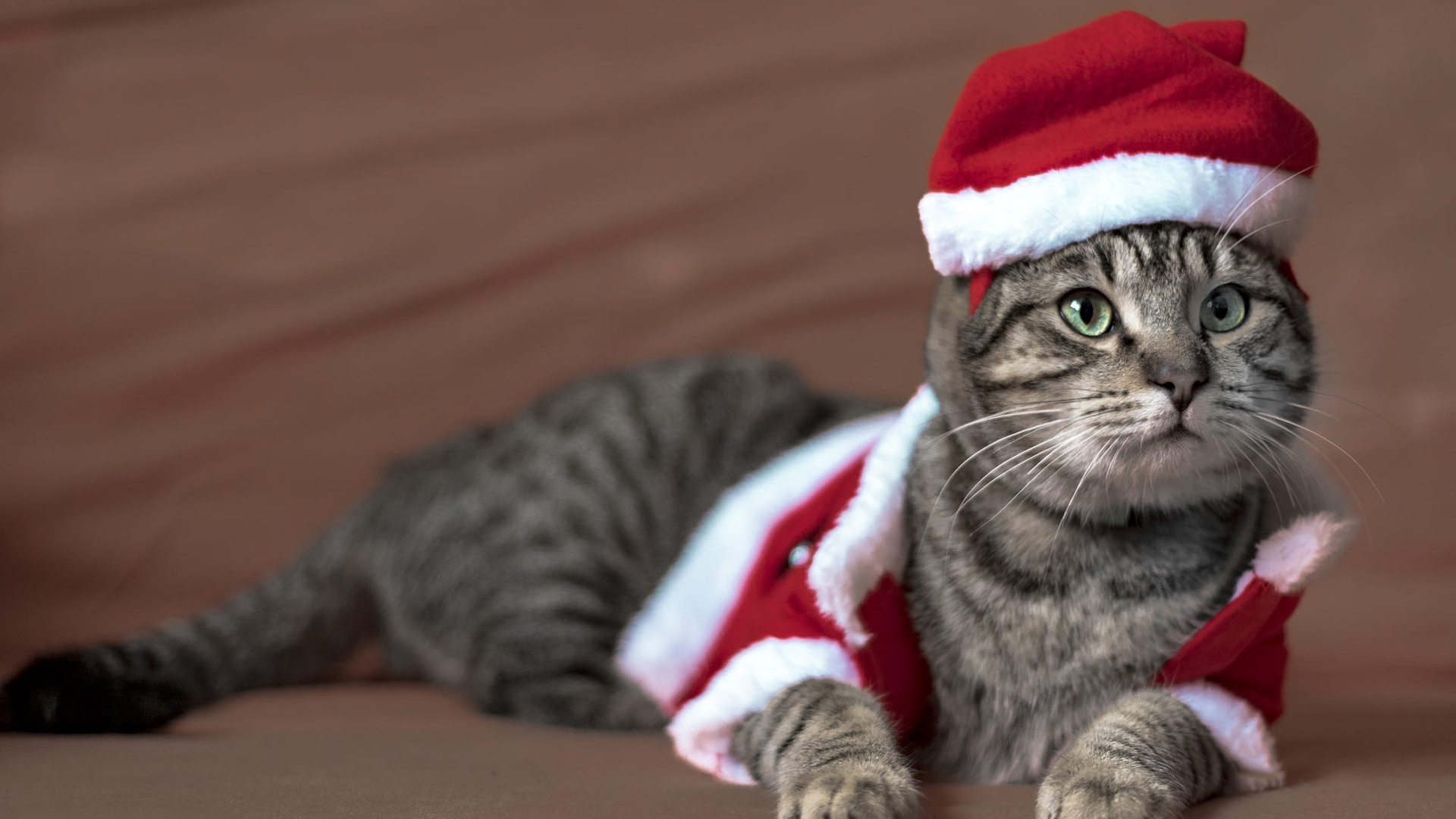 Cat With Santa Claus Dress HD Animals