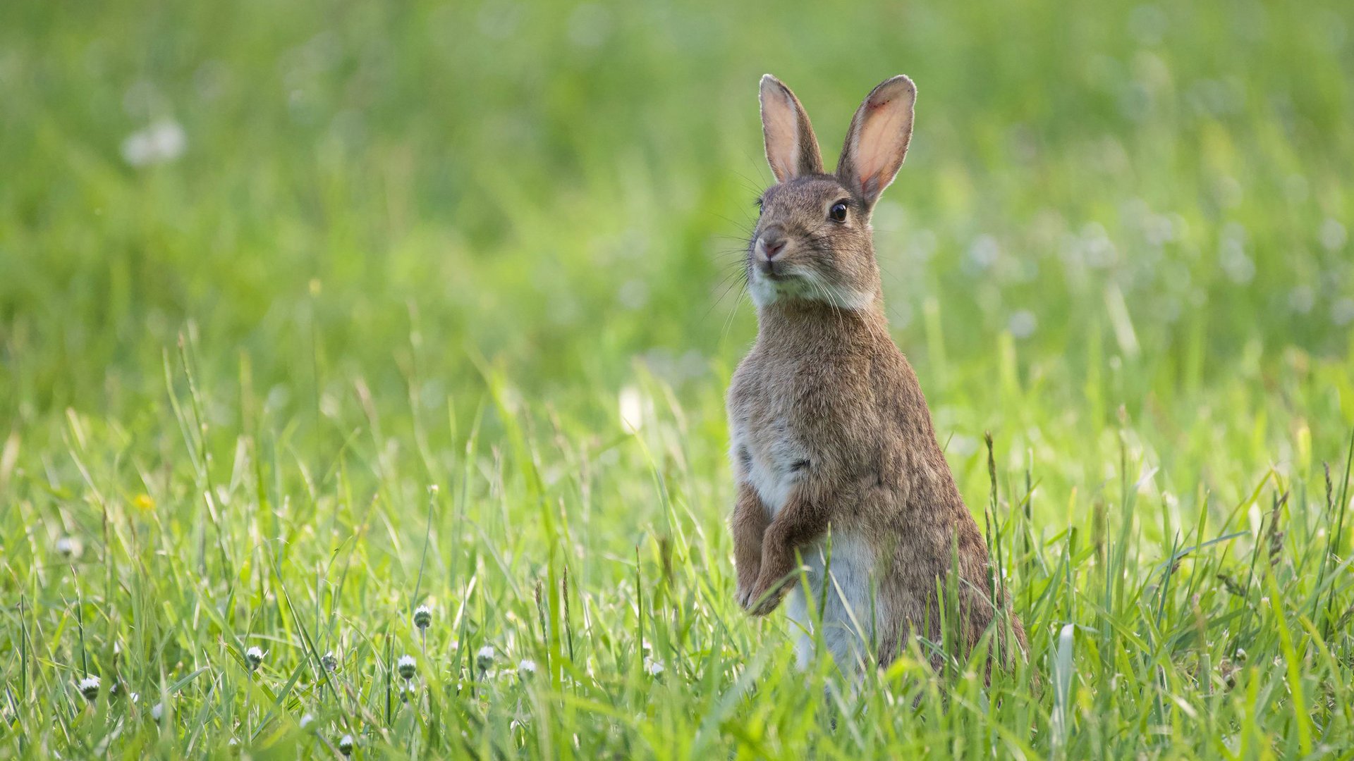 Rabbit Is Standing In Grass Field In Blur Green Wallpaper HD Rabbit