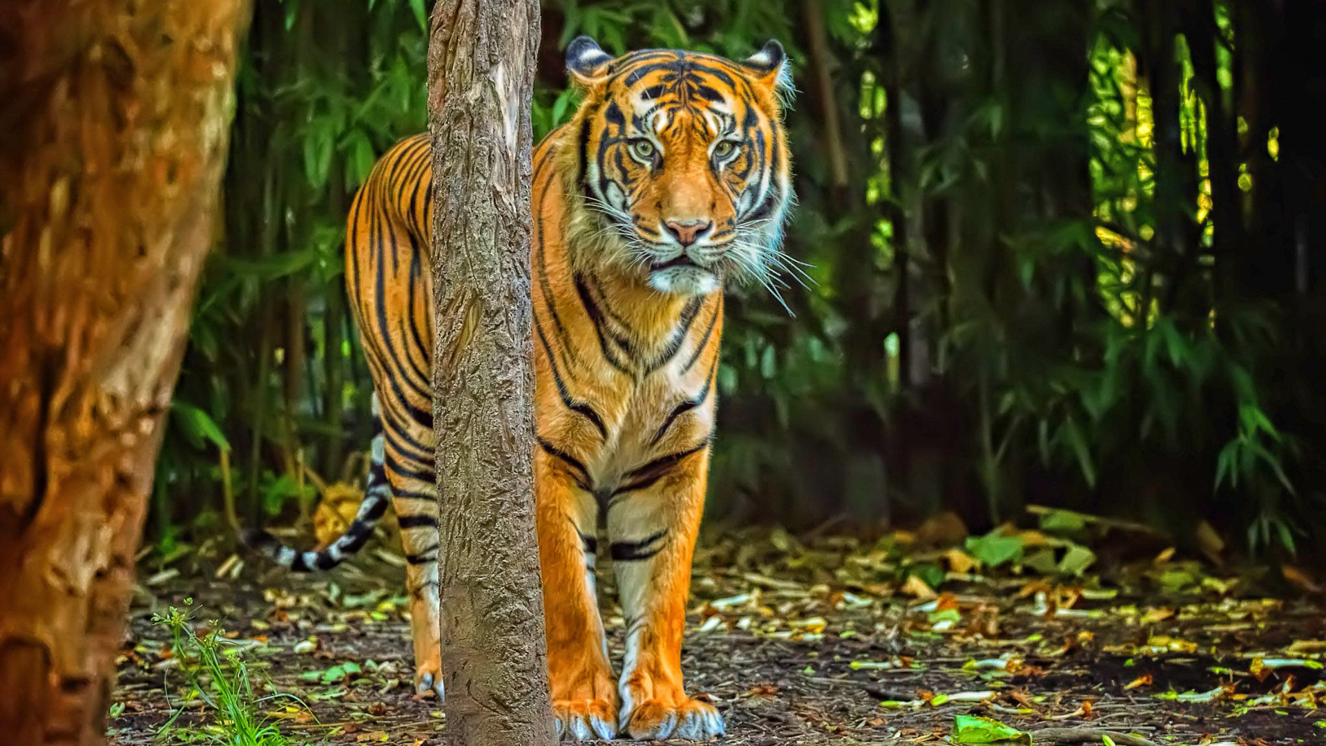 Tiger Is Standing In Forest Wallpaper HD Tiger