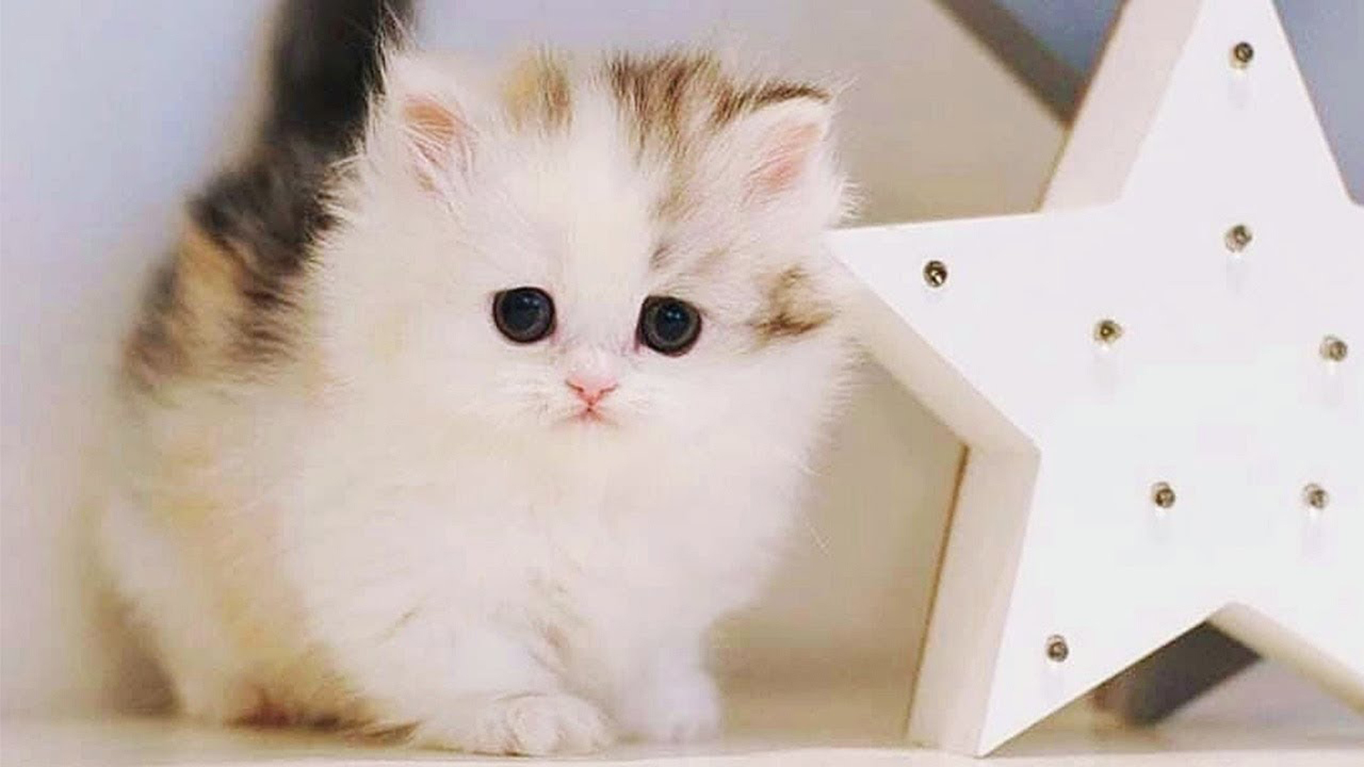 Black Eyes White Fur Cute Cat Kitten HD Cute Cat