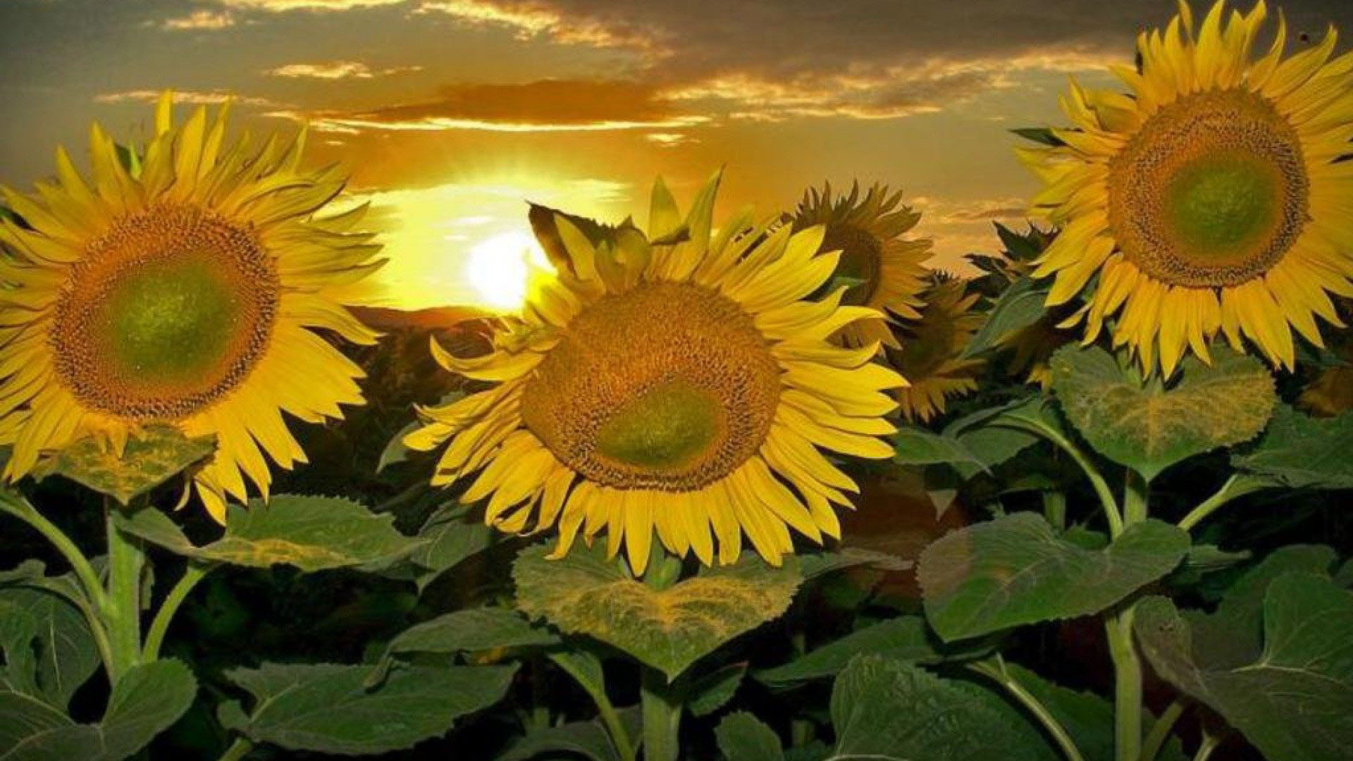 Closeup Photo Of Yellow Sun Green Leaves Plants During Sunset HD Sunflower