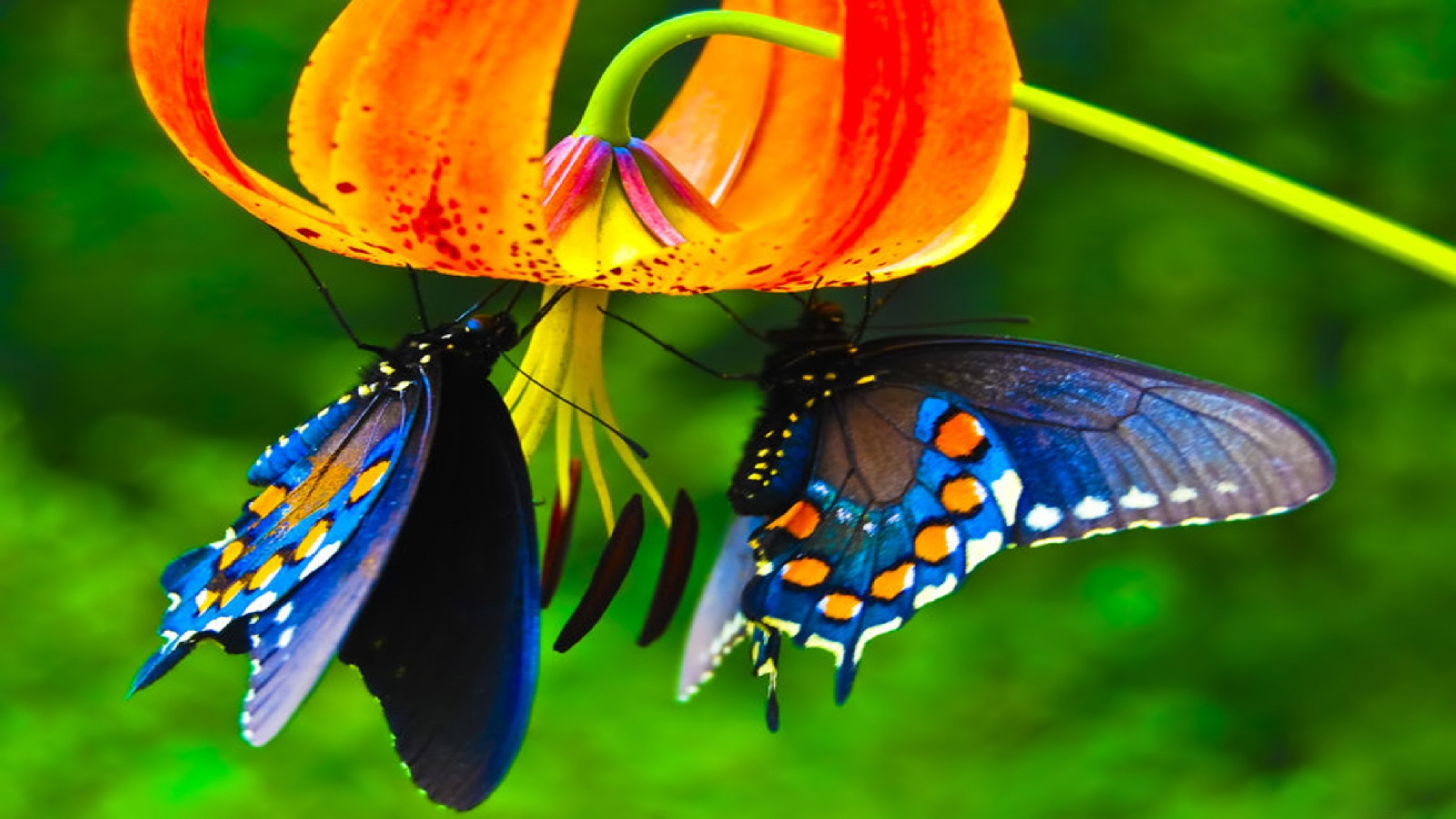 Cute Butterflies Are Hanging On Flowers K HD Butterfly