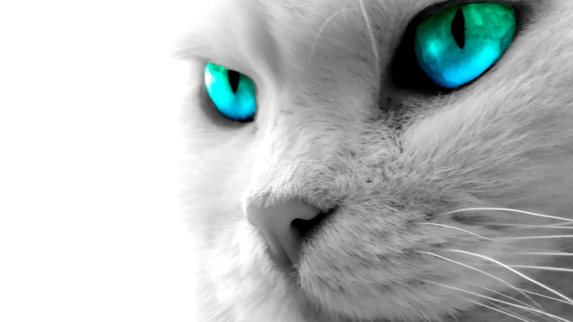 White Cat With Blue Eyes HD Cat