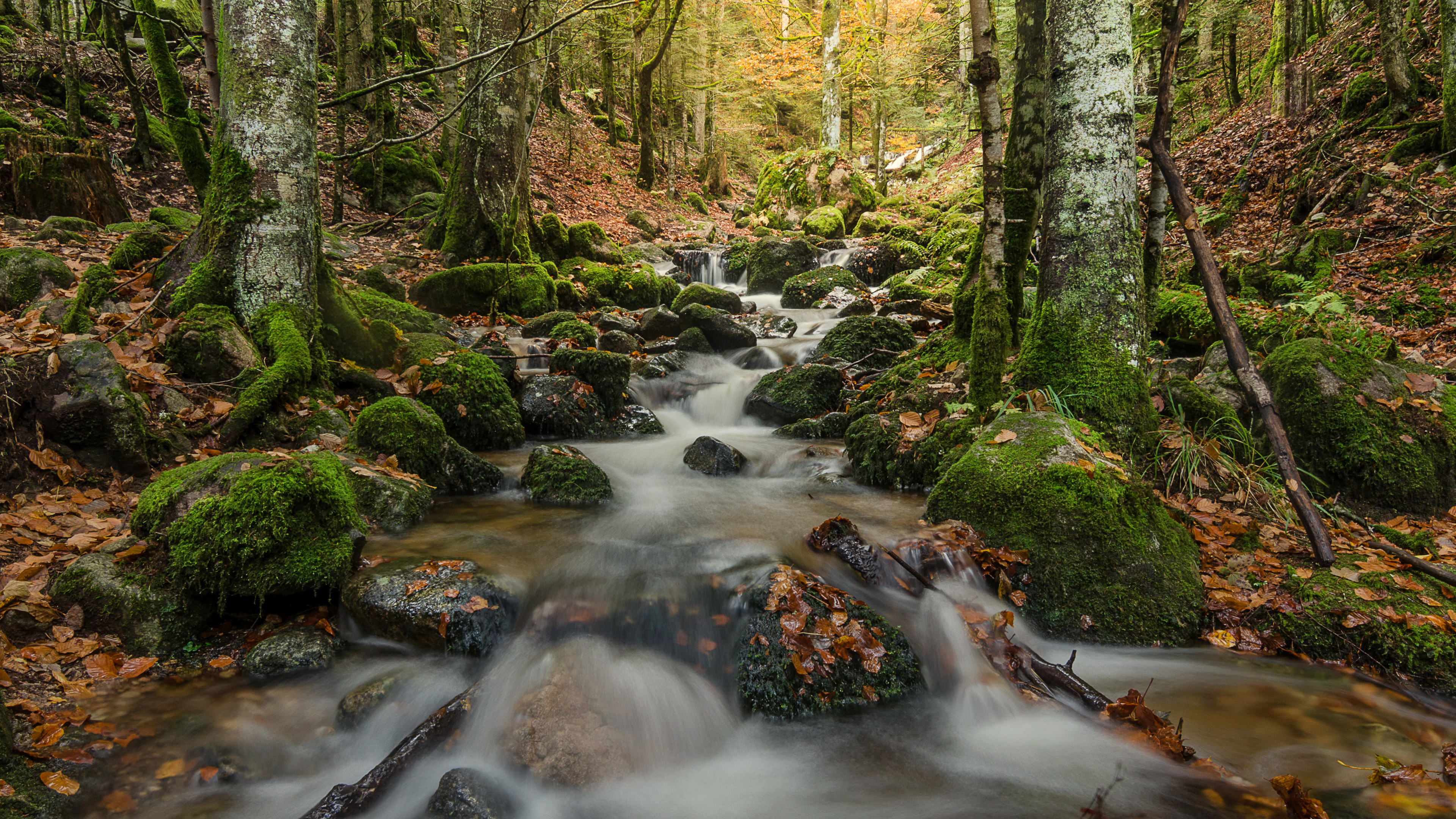 Water Stream And Rock Stones In Forest K HD Nature