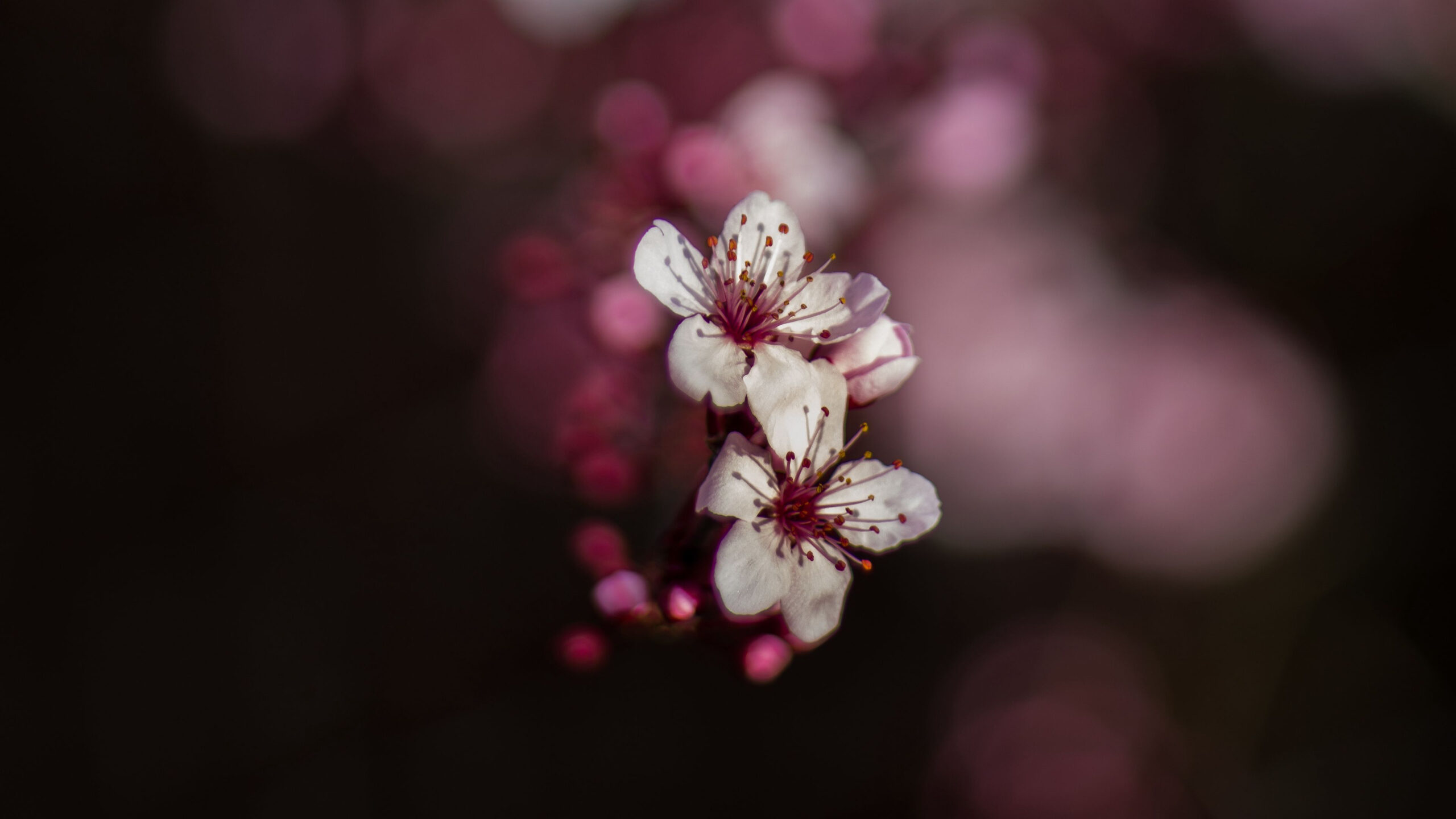 White Sakura Blossom Blur Bokeh Wallpaper K HD