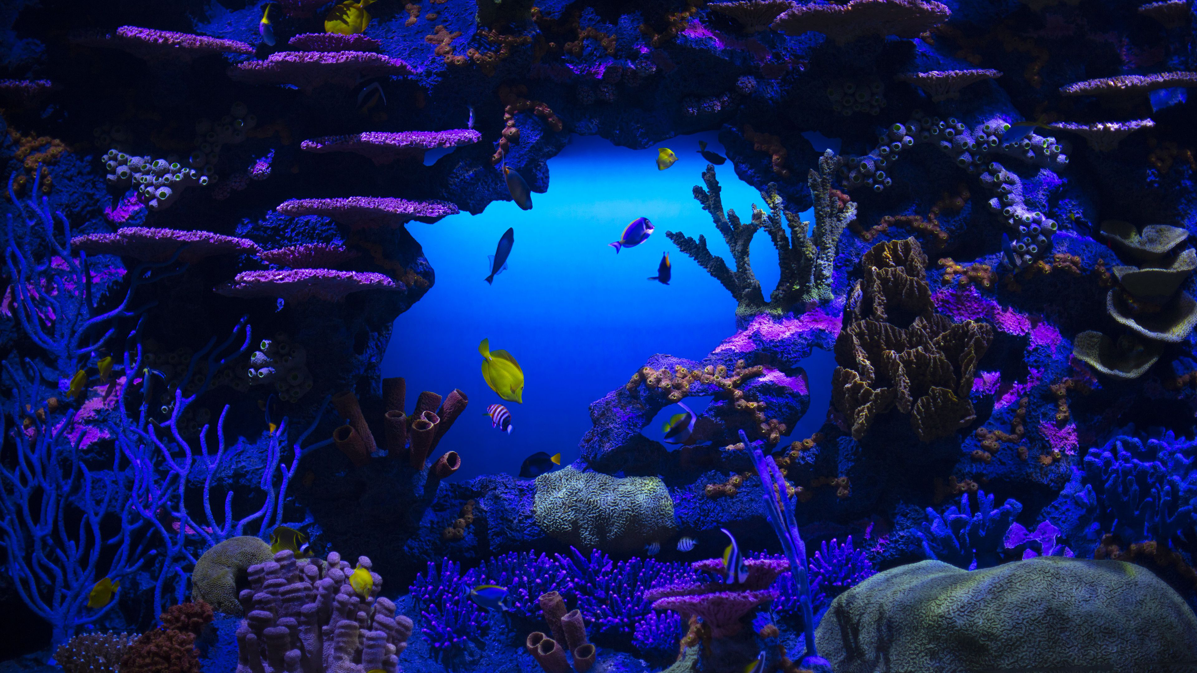 Coral Reef Stones Schooling oF Fish Underwater K HD Nature