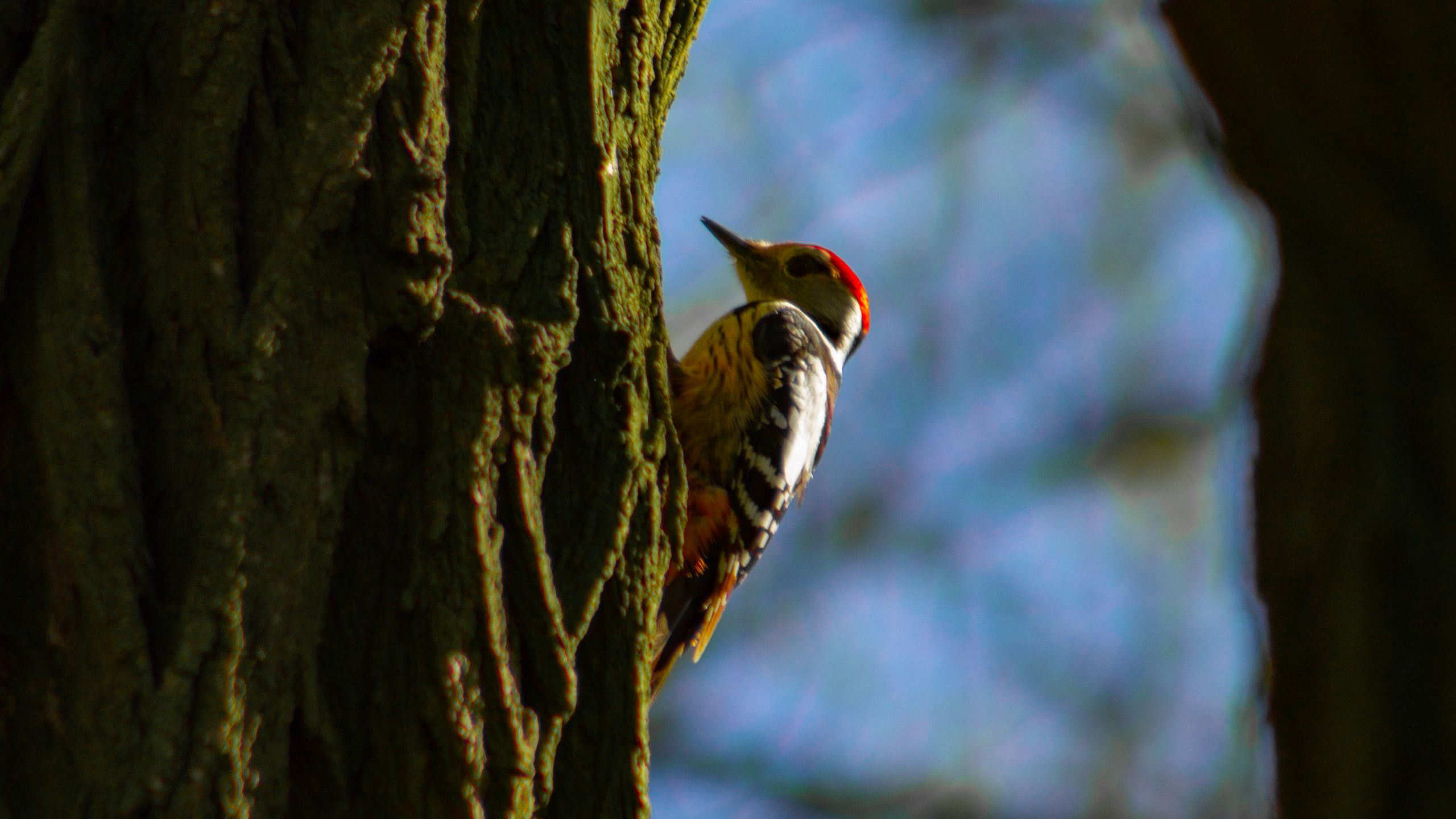 White Black Redhead Woodpecker Bird Is Standing On Tree Bark In Blur Wallpaper HD Birds