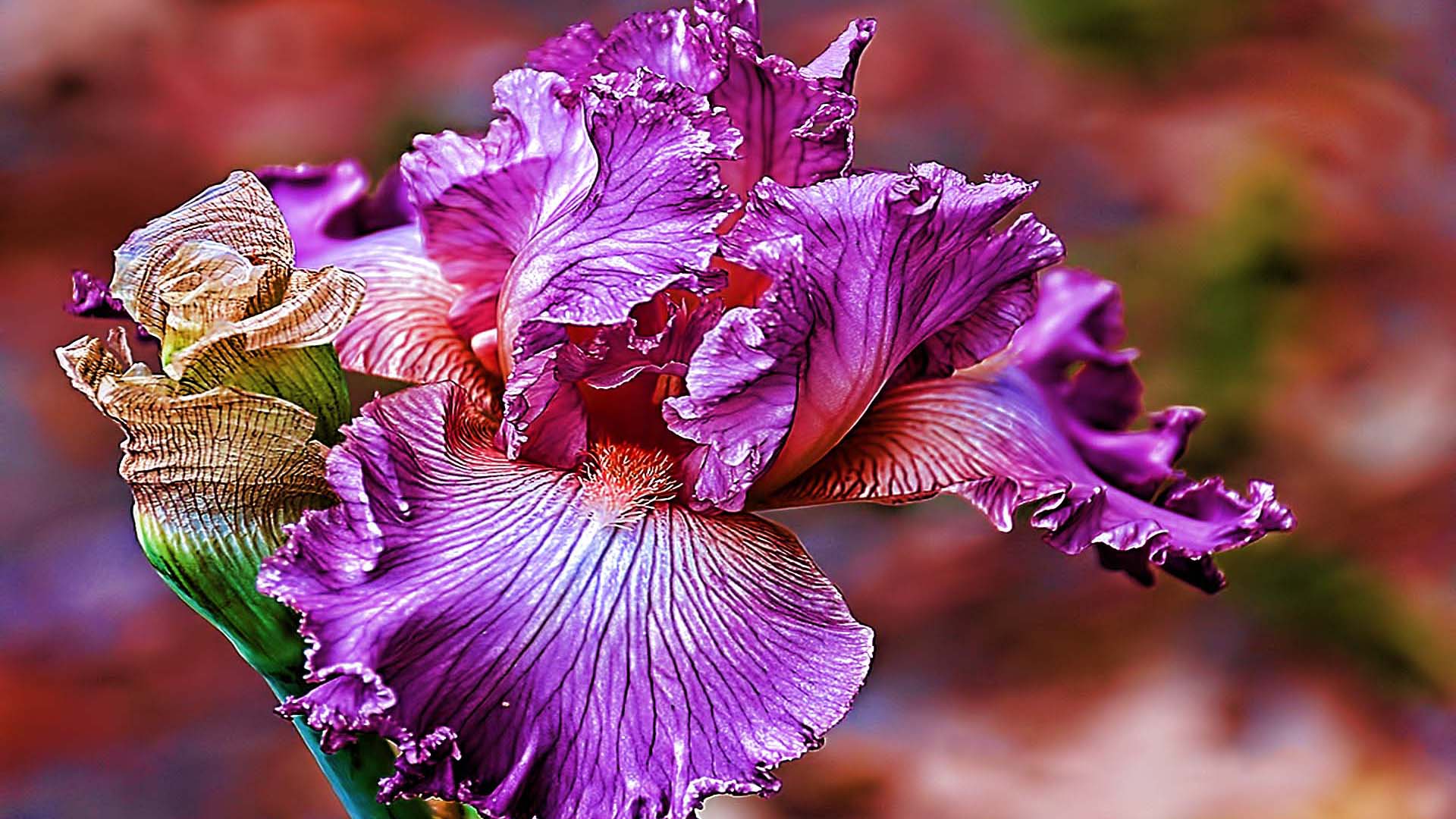 Closeup View Of Purple Iris Flower Petals In Blur Wallpaper HD