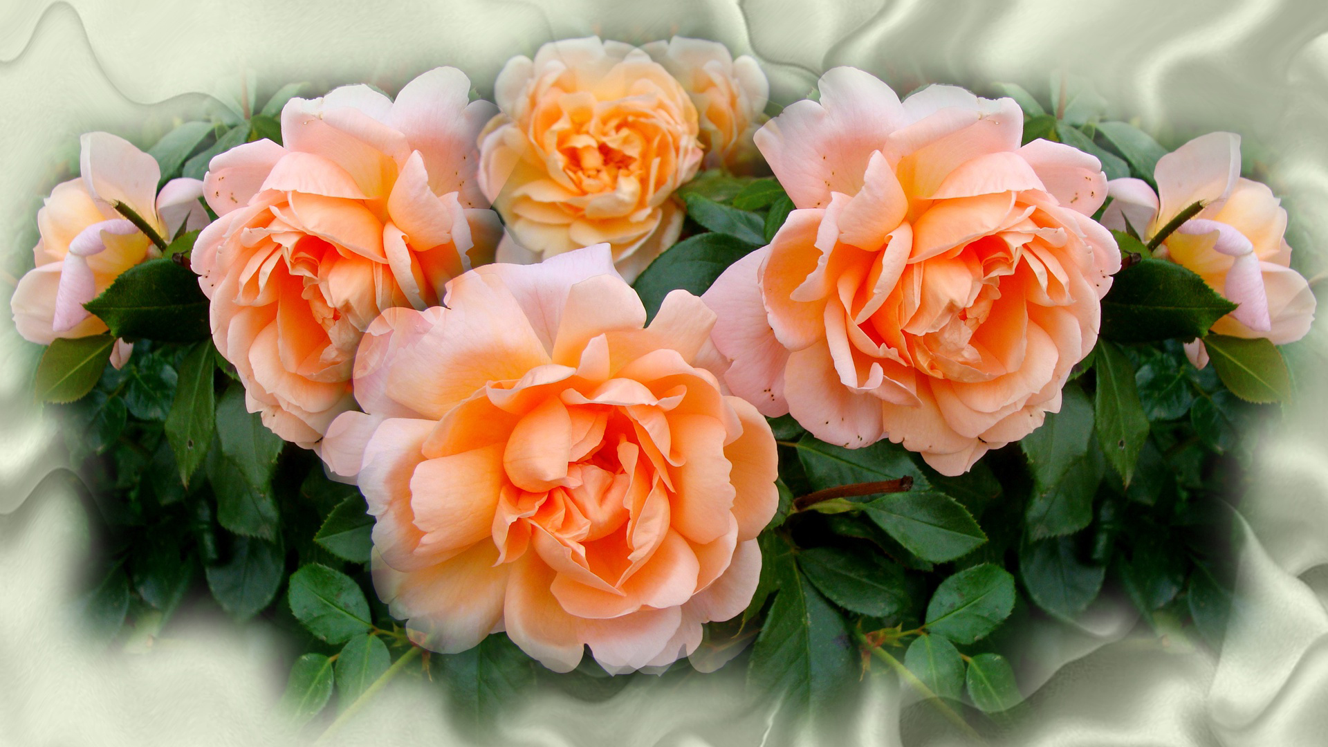 Peach Rose With Green Leaves On White Satin Texture HD