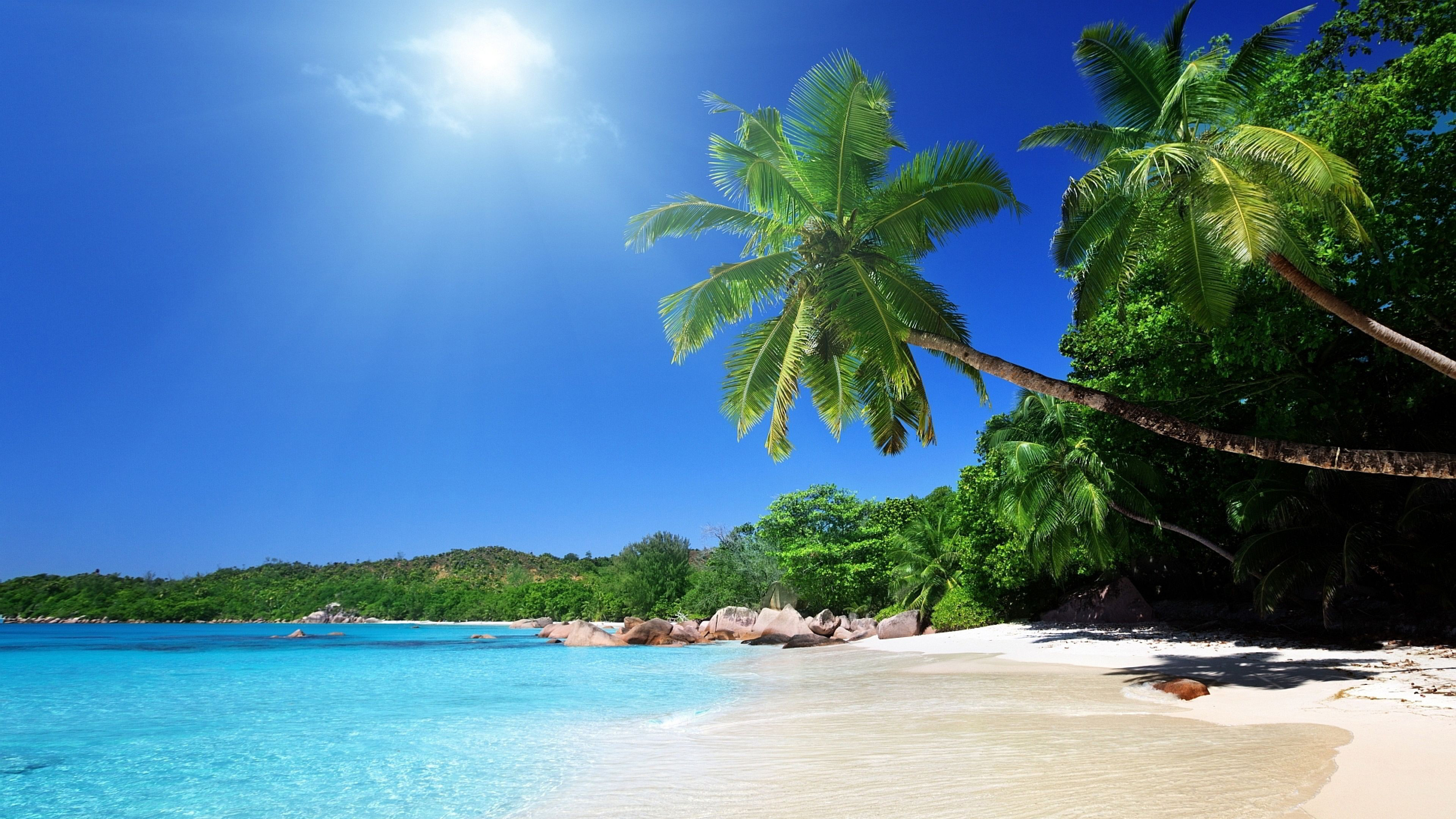 Slanting Coconut Trees On Sand And Seashore Under Blue Sky During Daytime K HD