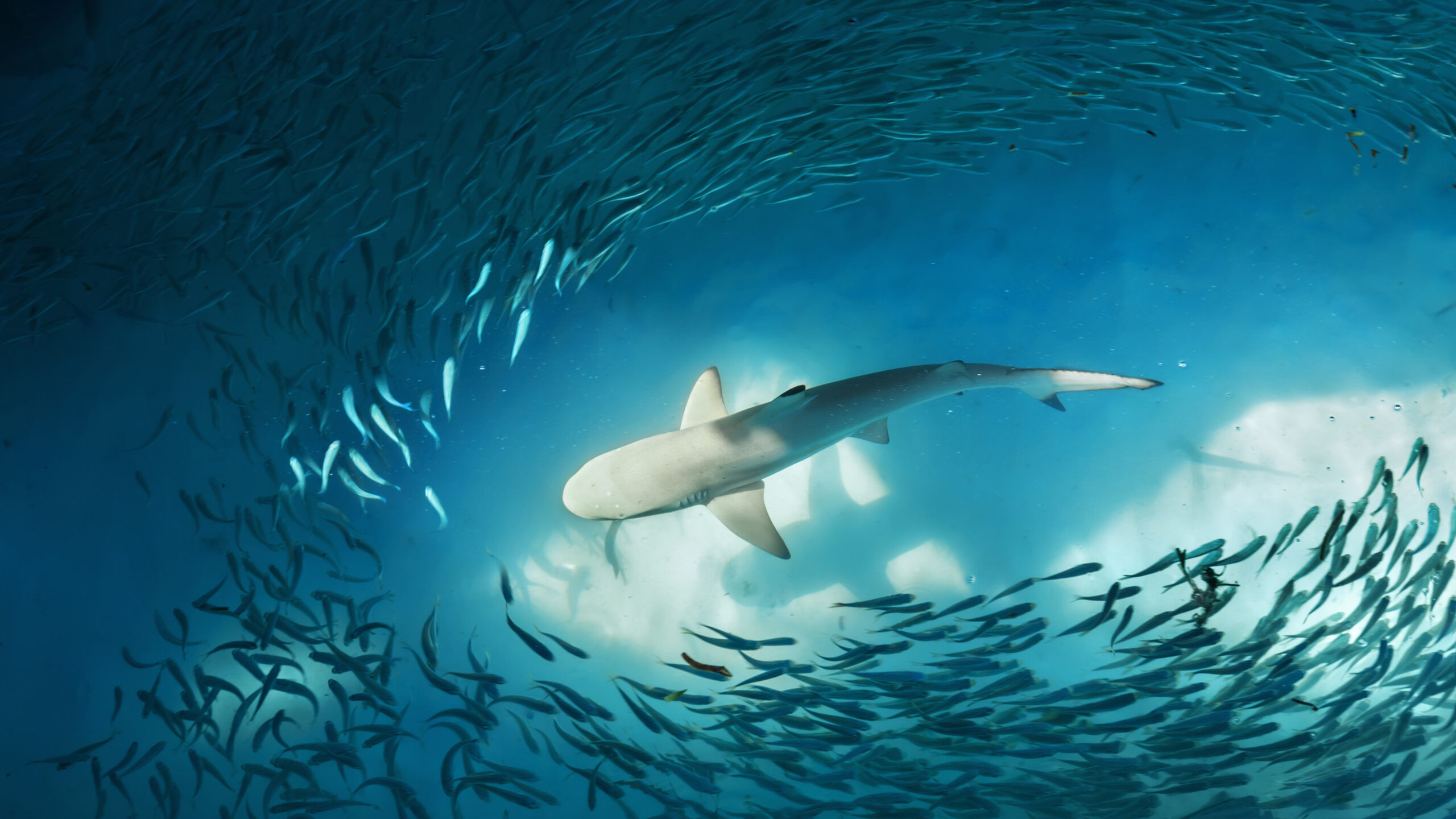 White Shark Schooling Of Small Fishes Sea Underwater K HD Shark
