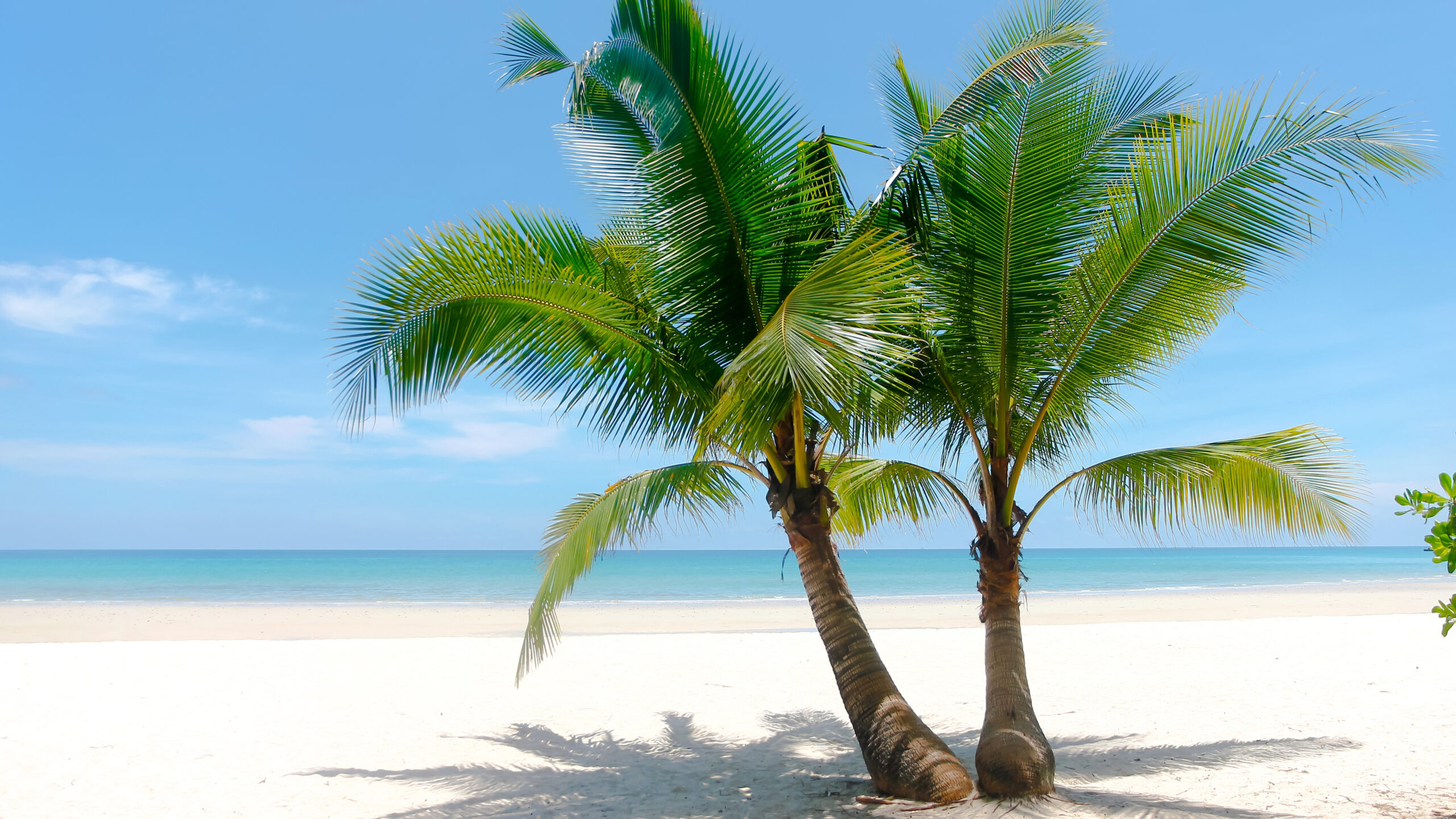 Palm Trees On White Beach Sand In Ocean Wallpaper Under Blue Sky K HD Nature