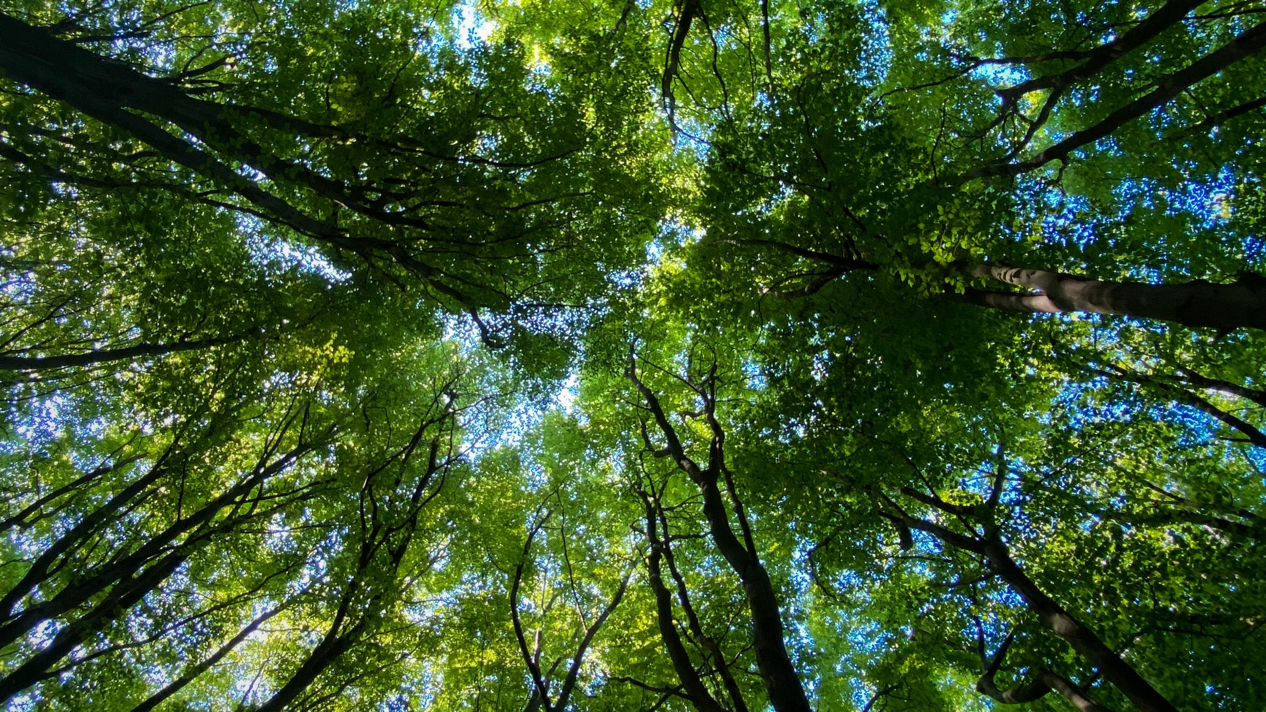 Worm’s Eye View Of Green Trees Blue Sky Wallpaper HD Nature