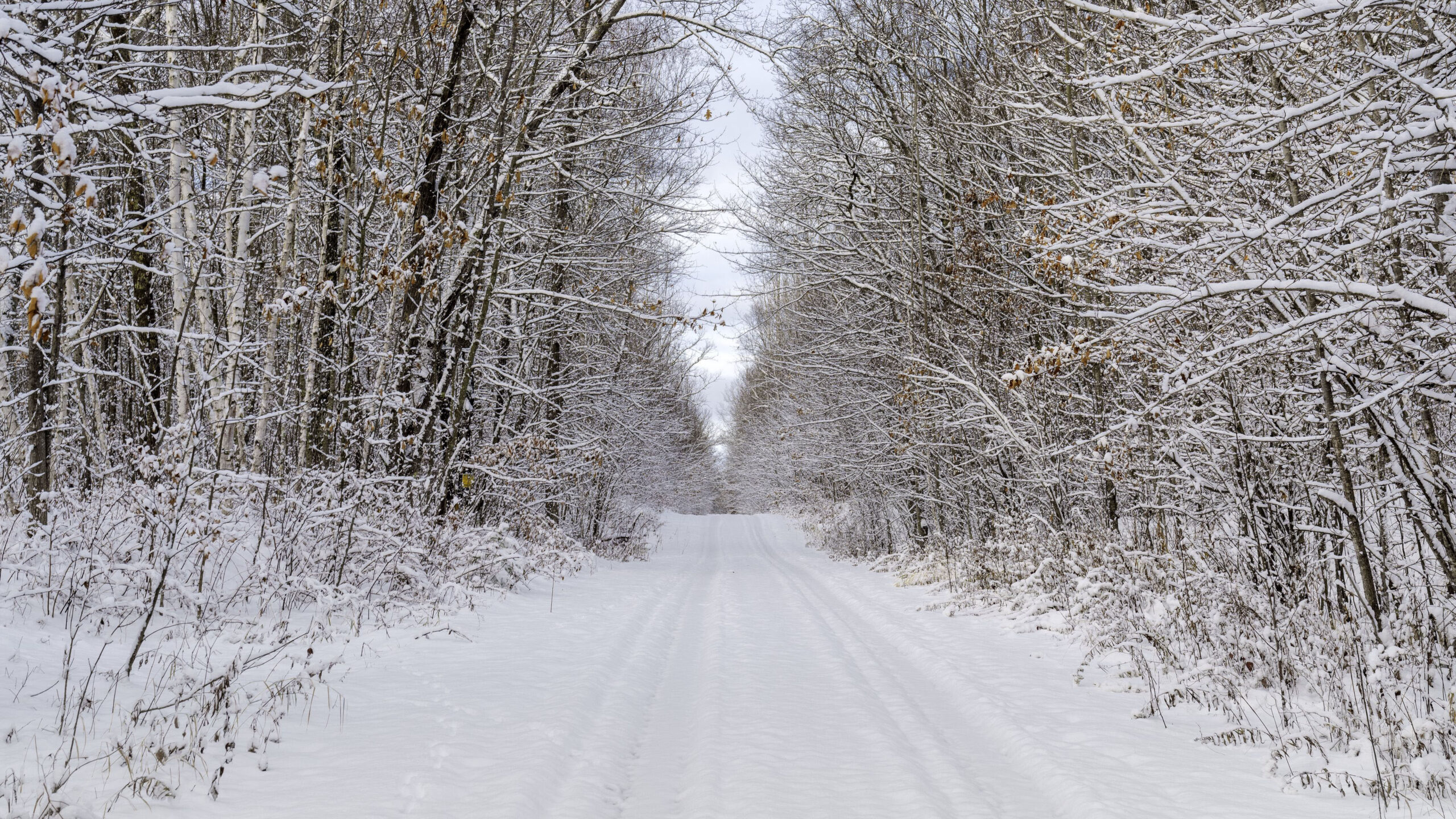 Road Between Frozen Snow Covered Trees Under Sky K HD Winter