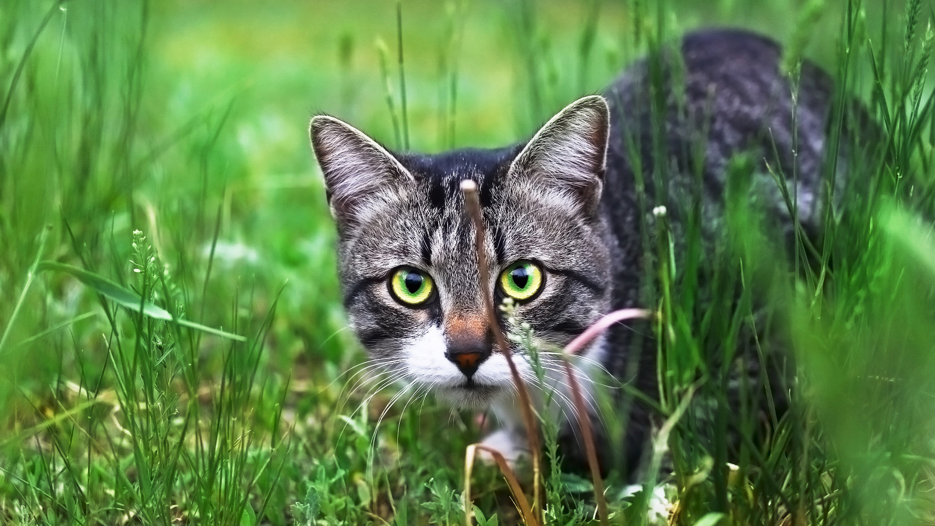 Cute Black Kitten Is Walking On Green Grass With Yellow Eyes HD Animals