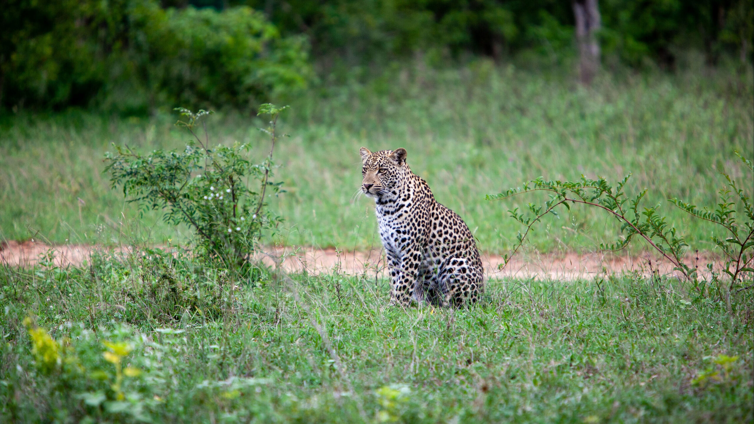 Leopard Is Sitting On Green Grass In Blur Wallpaper K HD Leopard