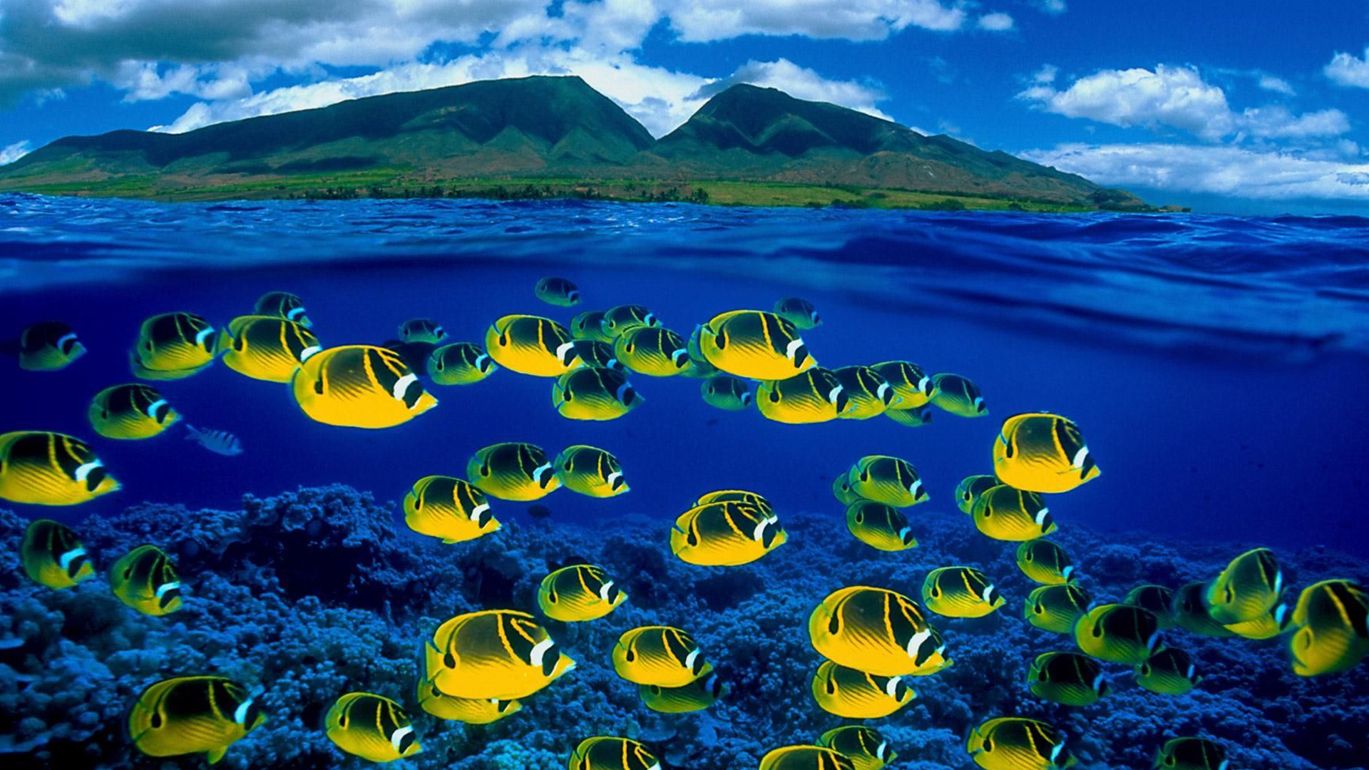 Shoaling Of Yellow Fishes Underwater And Landscape View Of Mountains In White Clouds Blue Sky Wallpaper HD Bing