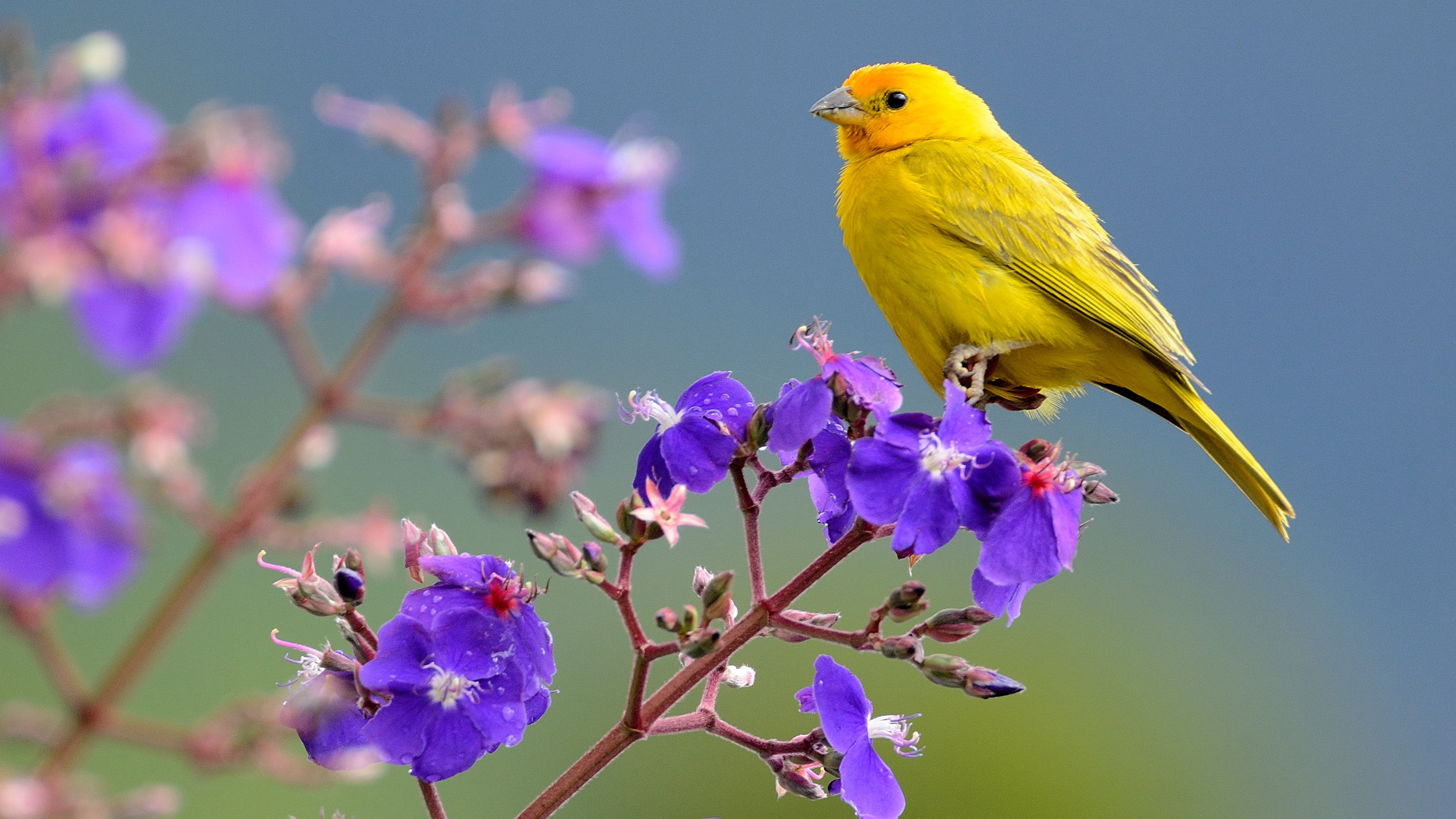Saffron Finch Yellow Bird Is Sitting On Purple Flower K HD Birds