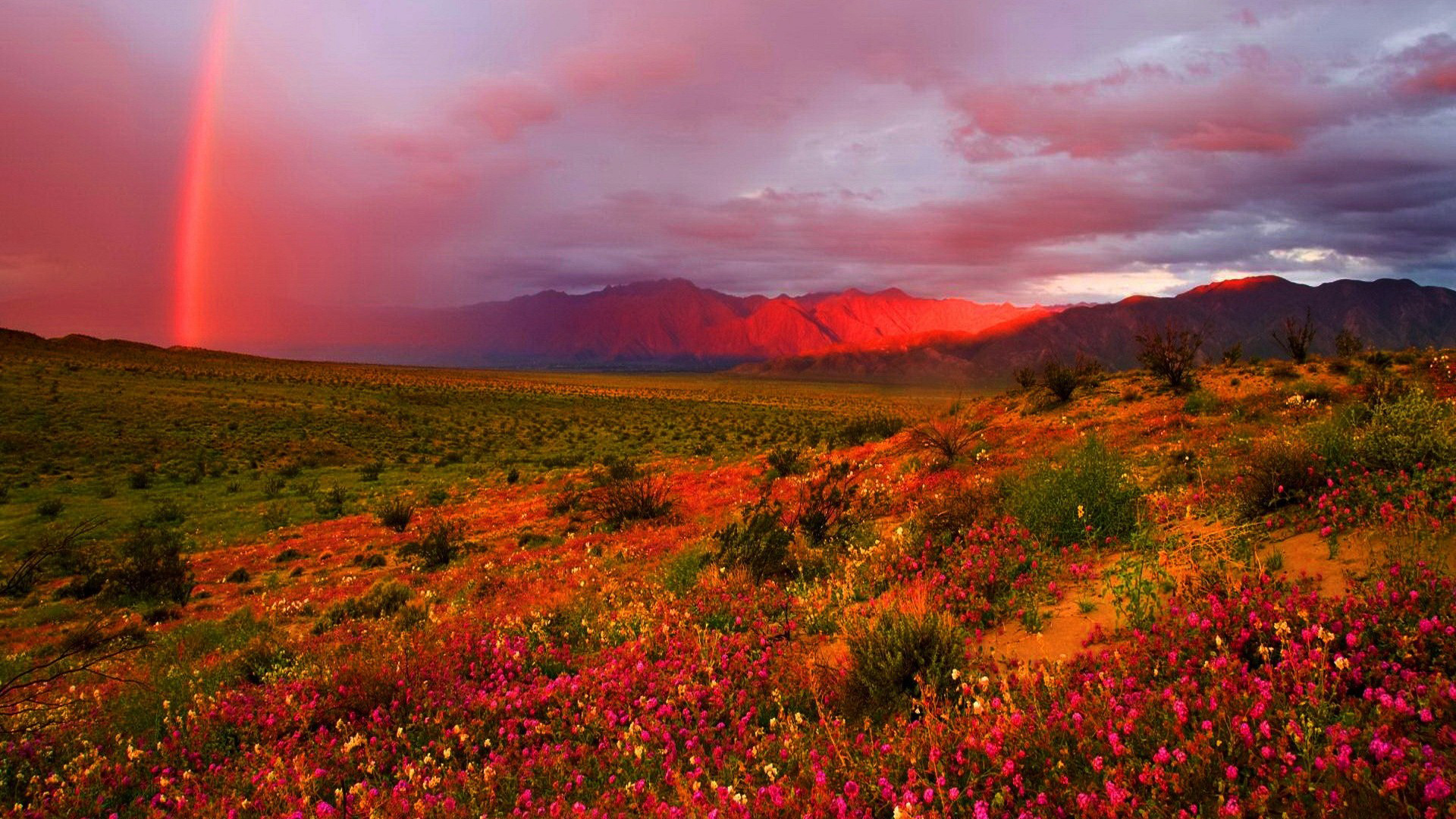 Rainbow Over Flowering Desert HD Rainbow