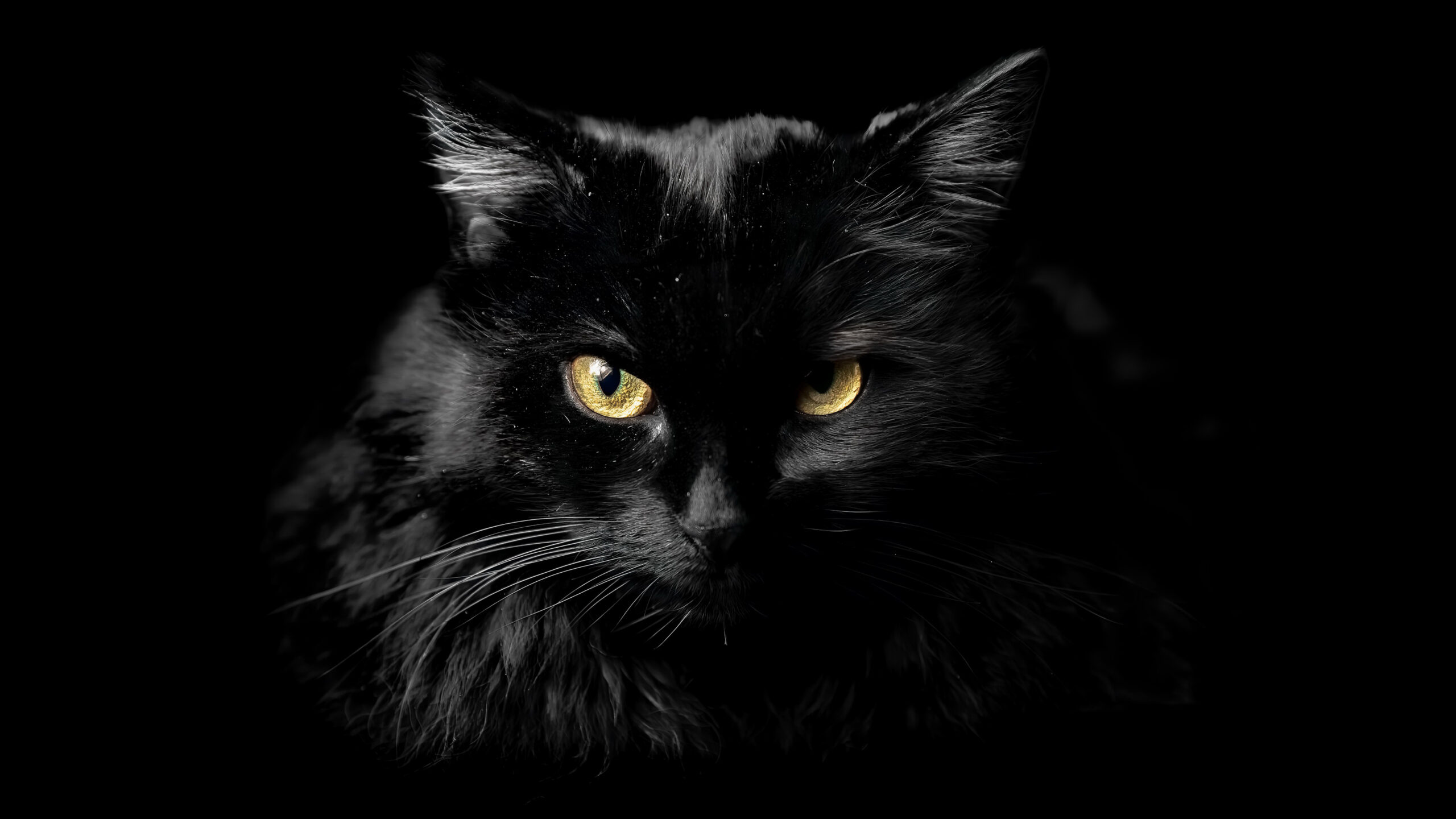 Closeup View Of Dark Black With Yellow Eyes Cat In Dark Wallpaper K HD Cat