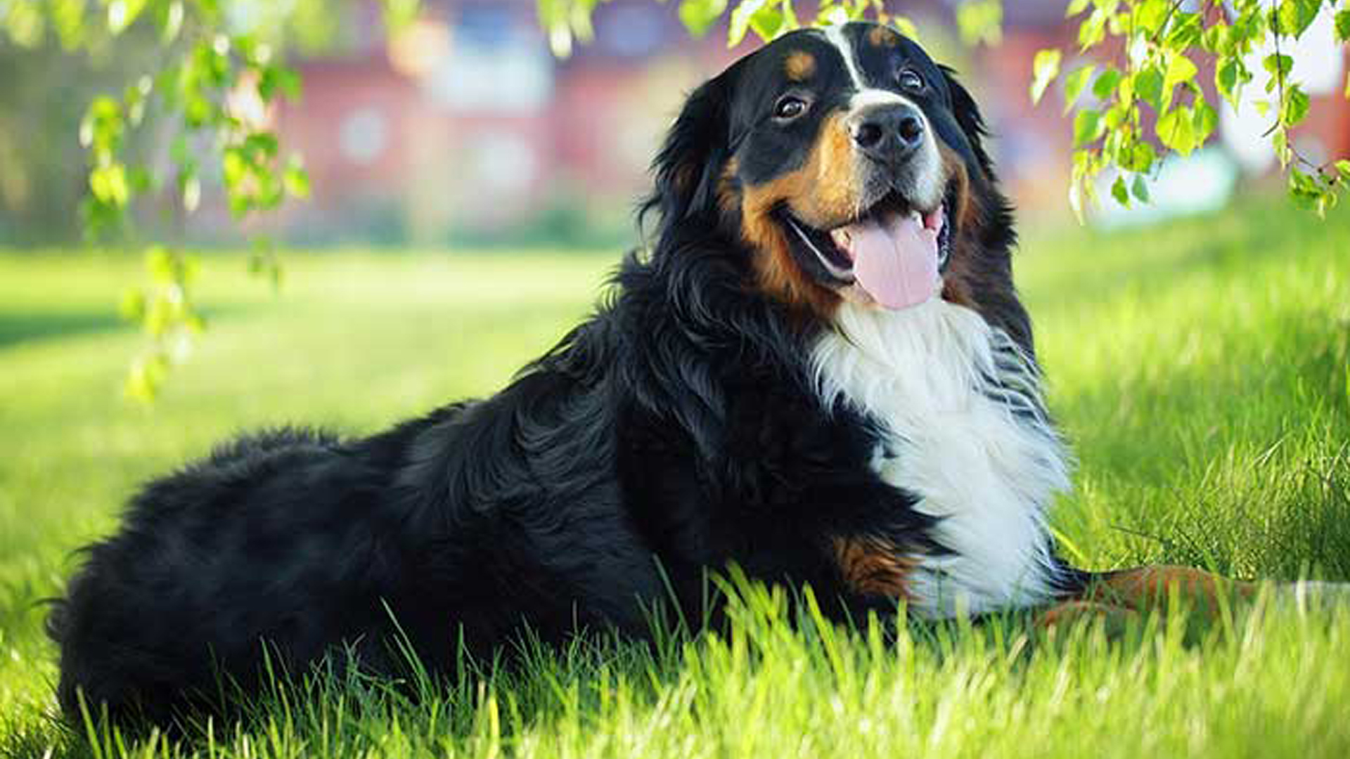 Black Brown White Bernese Mountain Dog Is Lying Down On Green Grass HD Dog