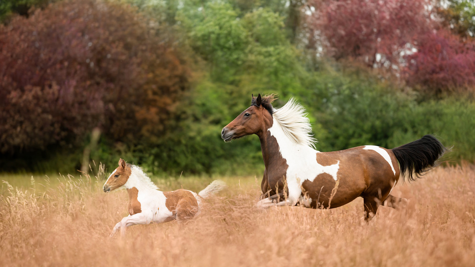 Brown White Horses Are Running In Wheat Field In Blur Nature Wallpaper HD Horse