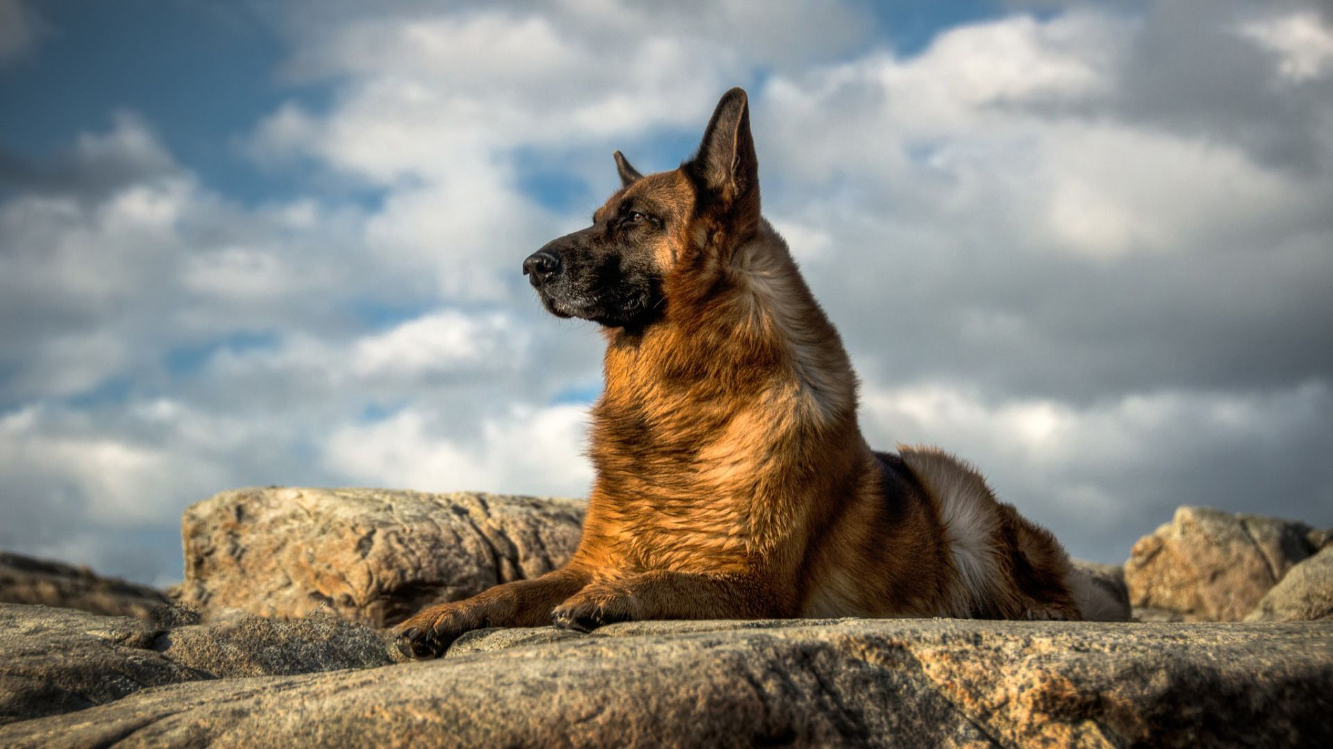 Brown German Shepherd Dog Is Sitting On Stone Rock HD Dog