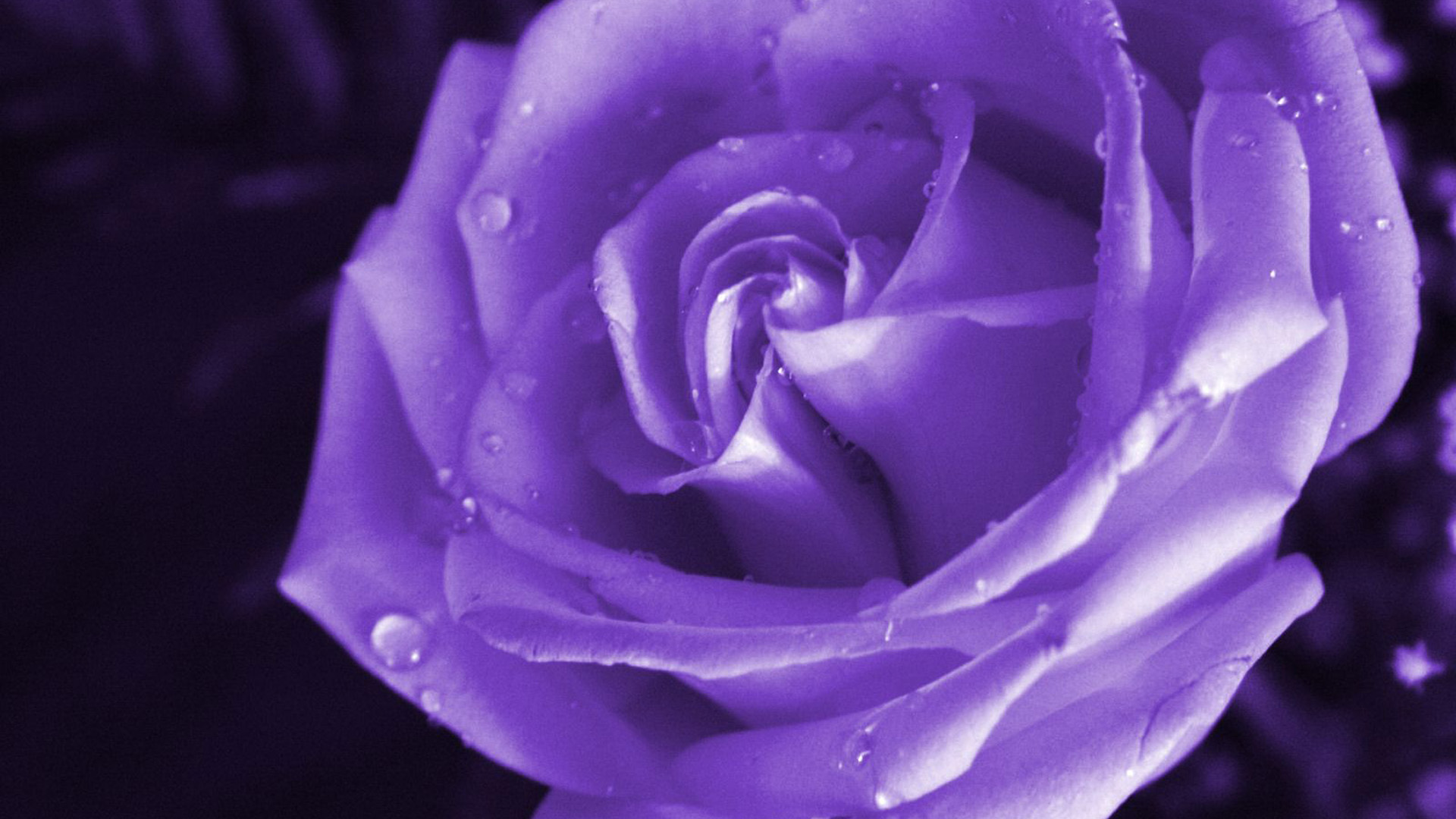 Closeup View Of Rose Water Drops HD Purple