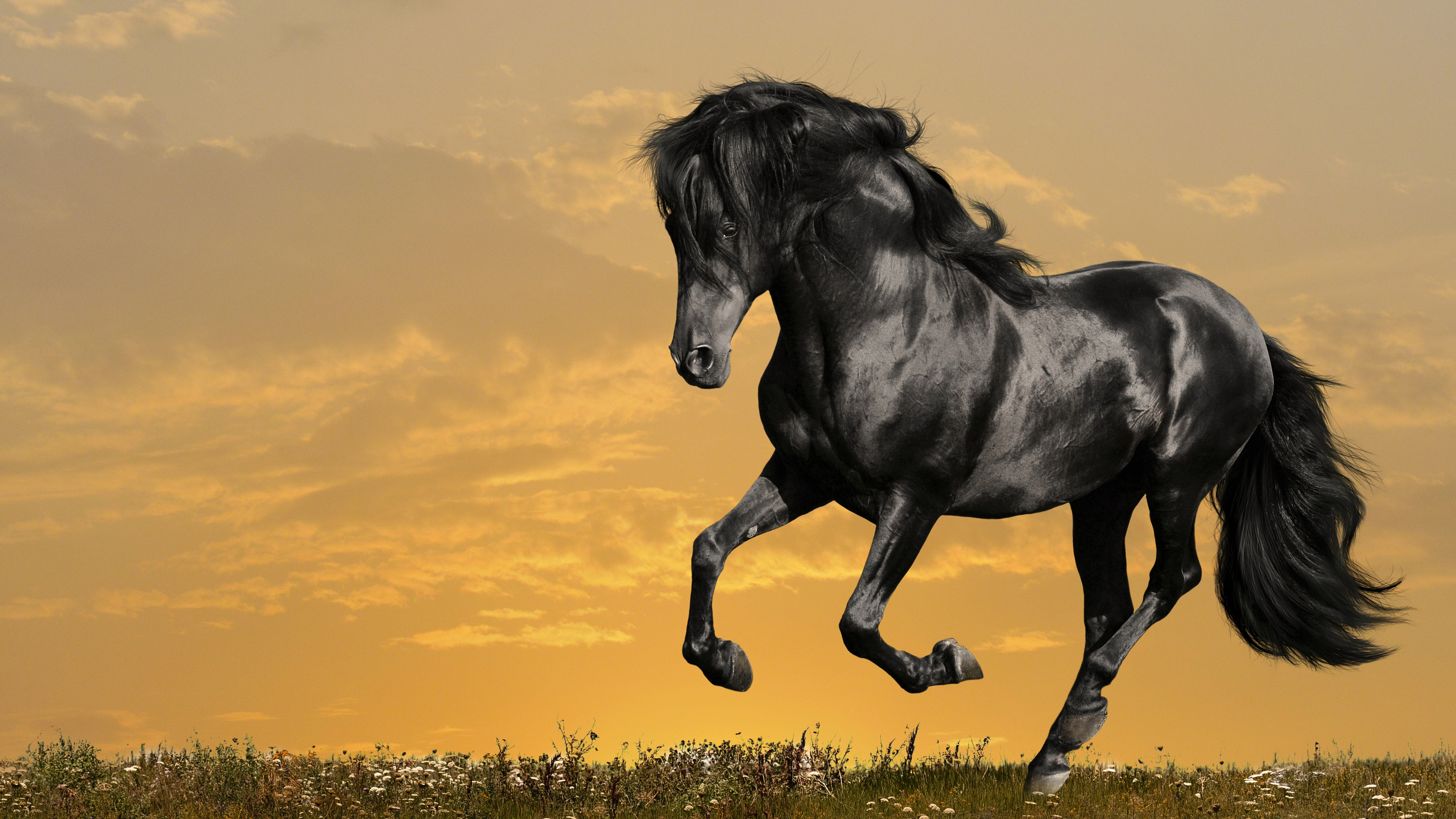 Black Horse With Cloudy Sky Wallpaper HD Horse