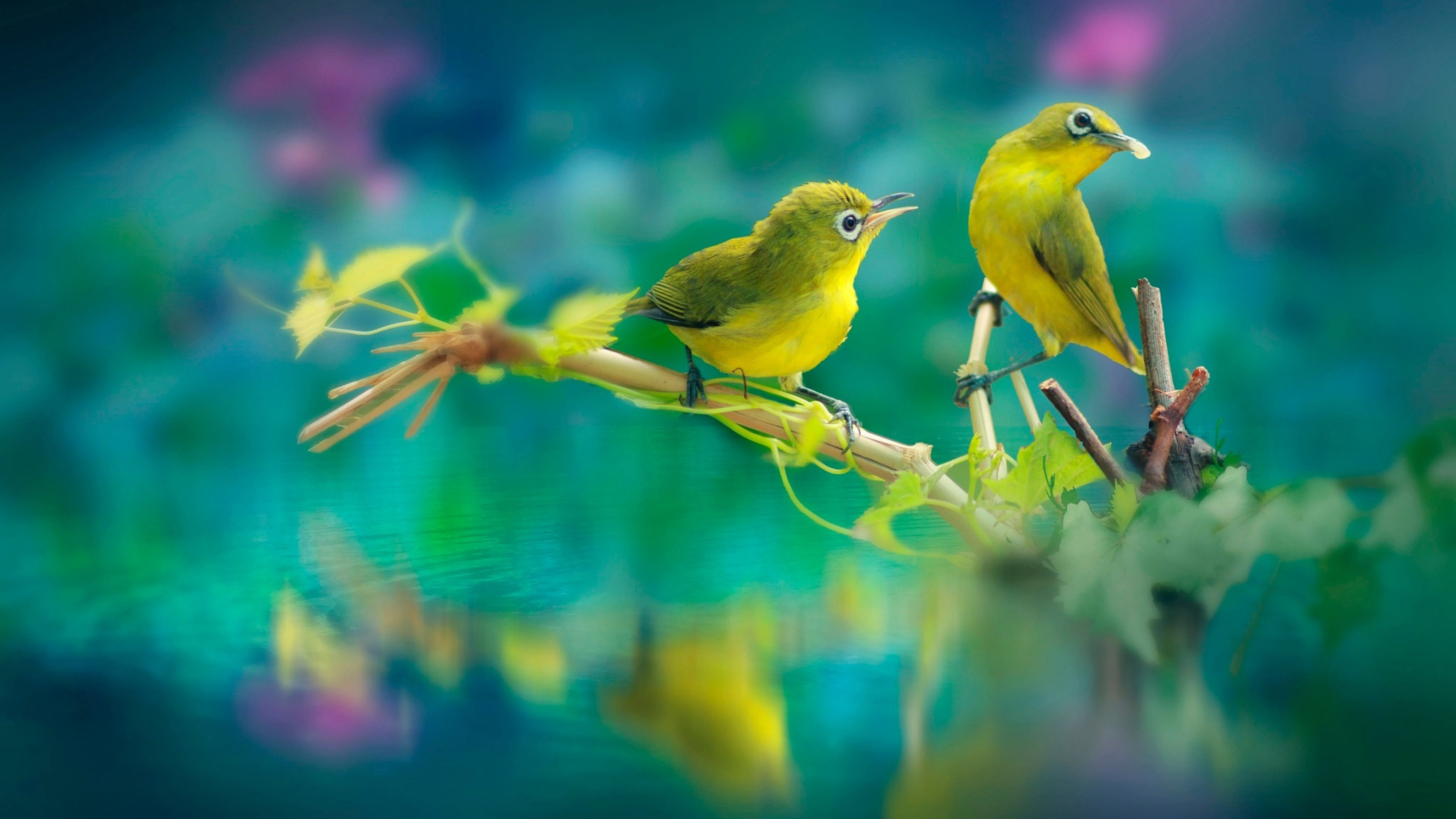 Cute Yellow Birds Are Sitting On Stick In Body Of Water With Reflection K HD Animals