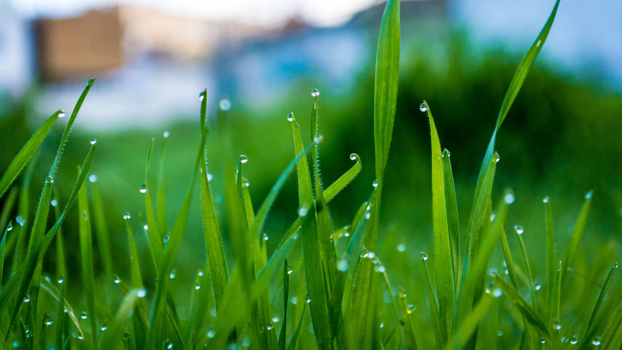 Grass With Water Drops In Blur Wallpaper K HD