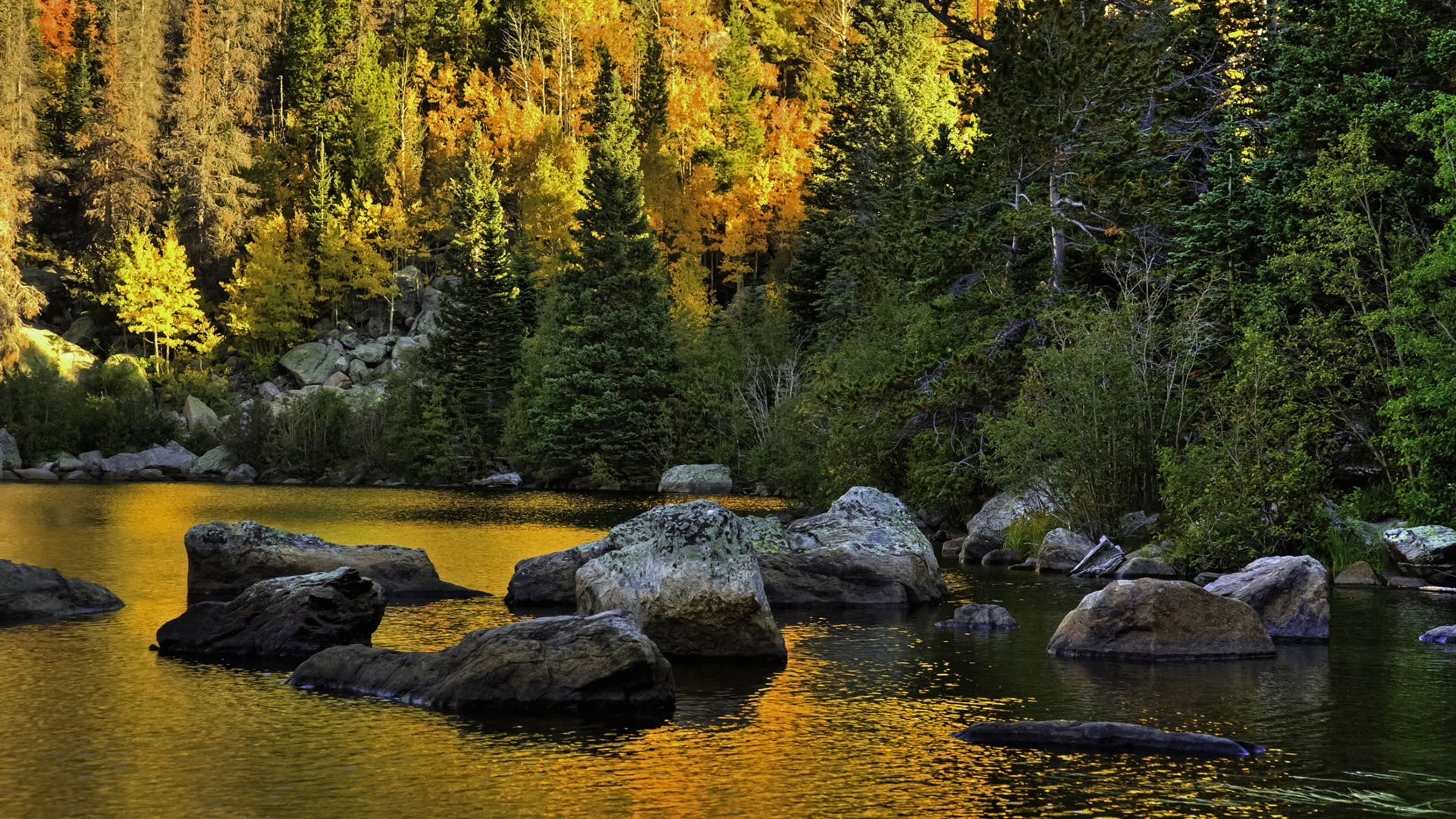 Stones On River Surrounded By Yellow Green Orange Autumn Leaves Trees Forest With Sunrays During Daytime HD Autumn