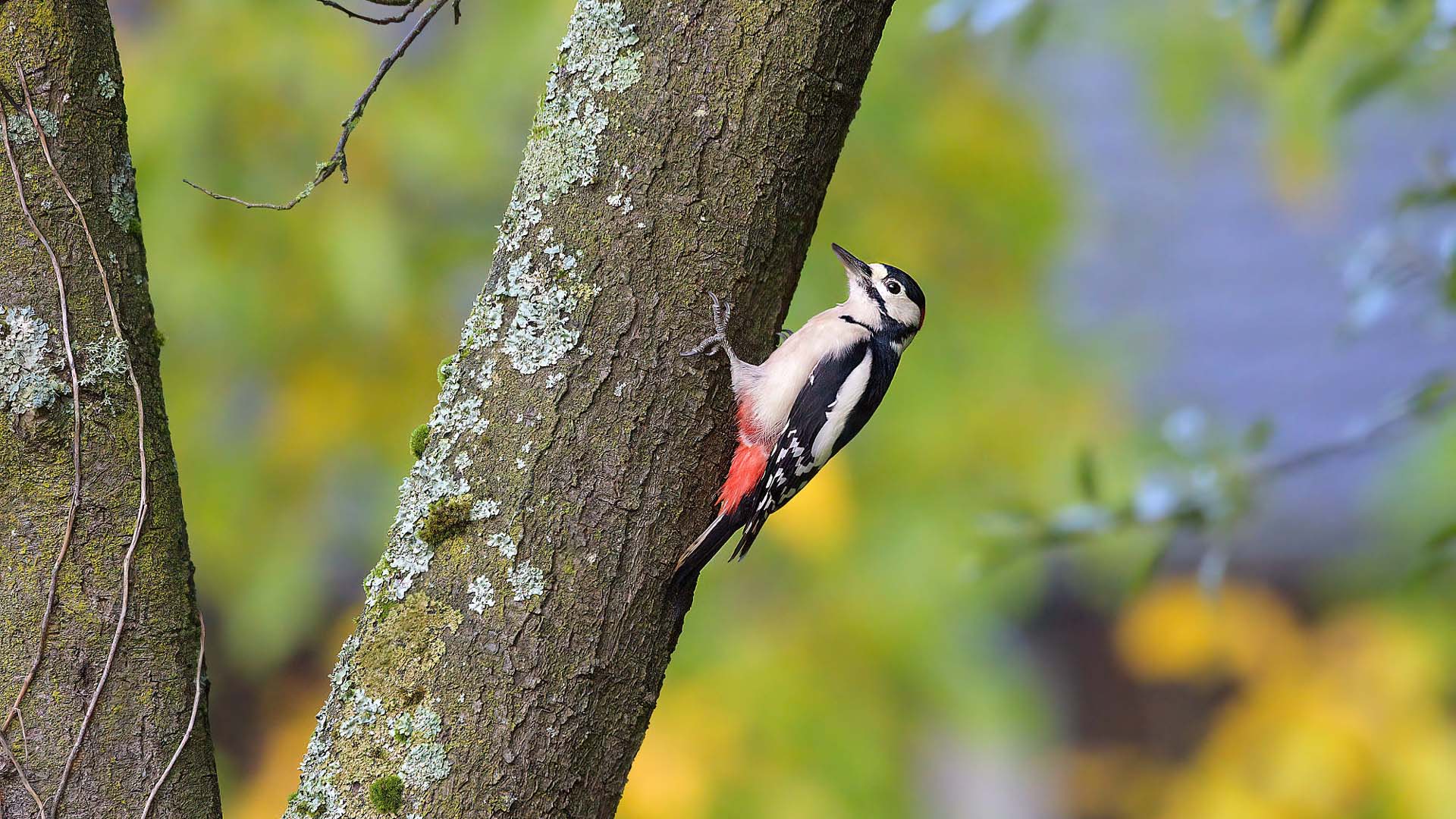 Black White Red Woodpecker Is Perching On Tree Trunk In Green Blur