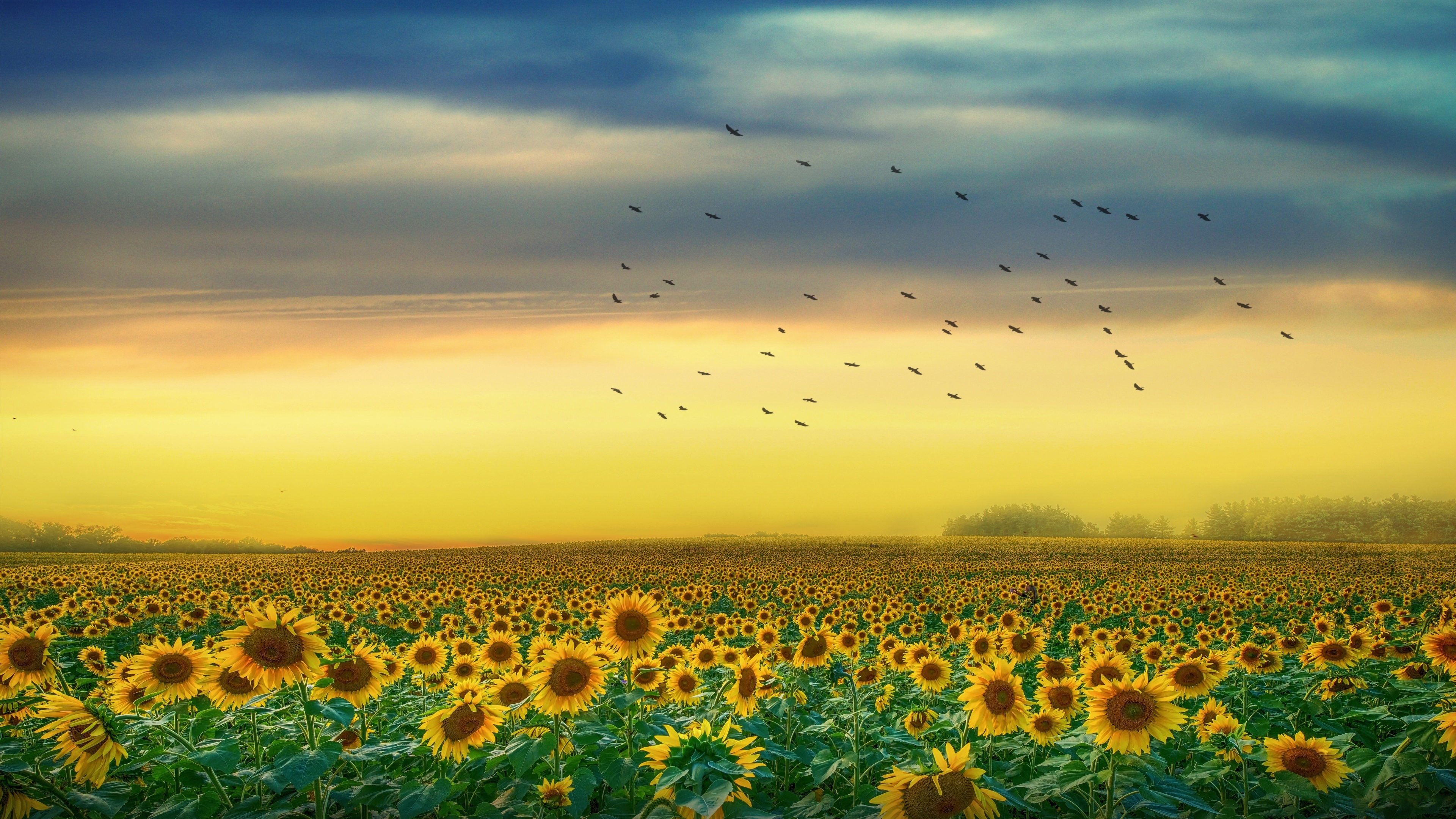 Sun Field With Back Of Yellow And Cloudy Skin And Flying Birds K HD