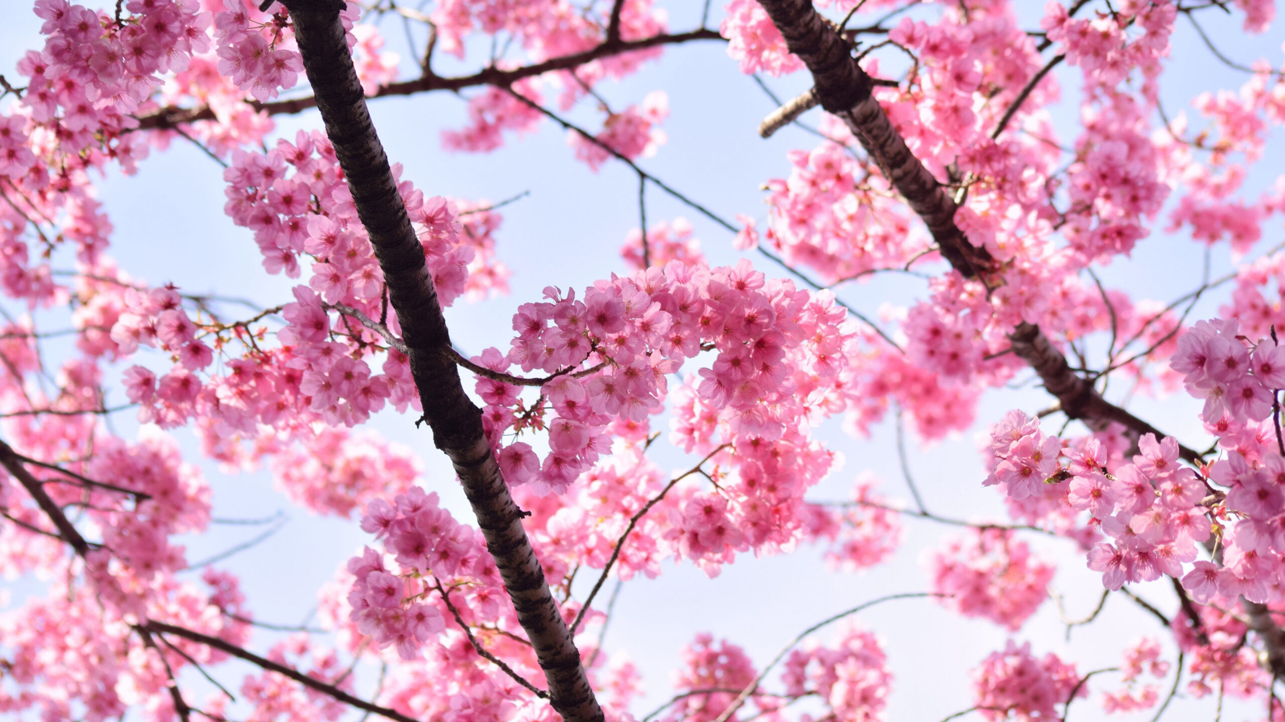 Light Pink Sakura Petals Tree Branches In Blue Sky Wallpaper K HD