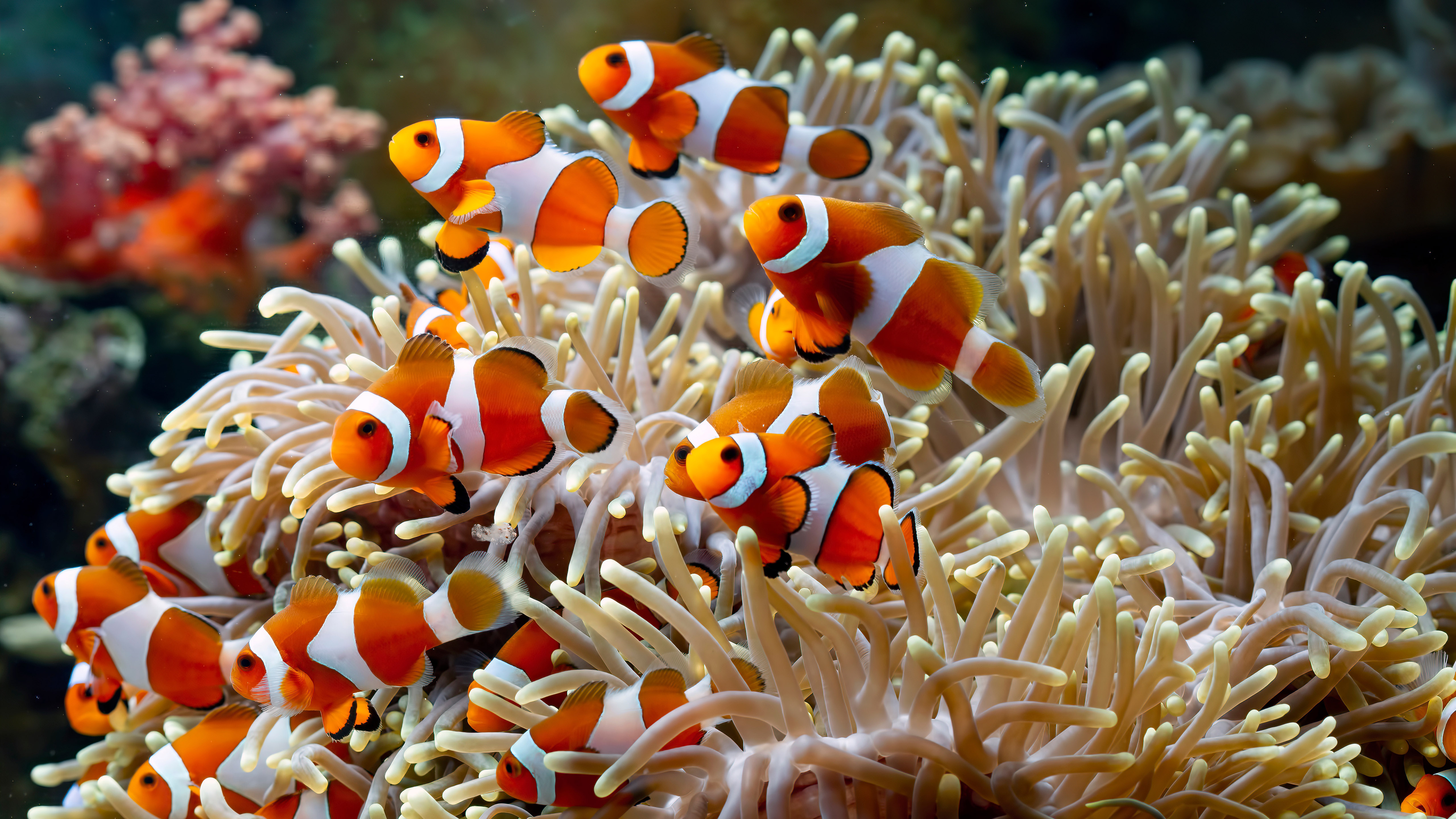 School Of Clownfish Harem Underwater Coral Reef K K HD Fish