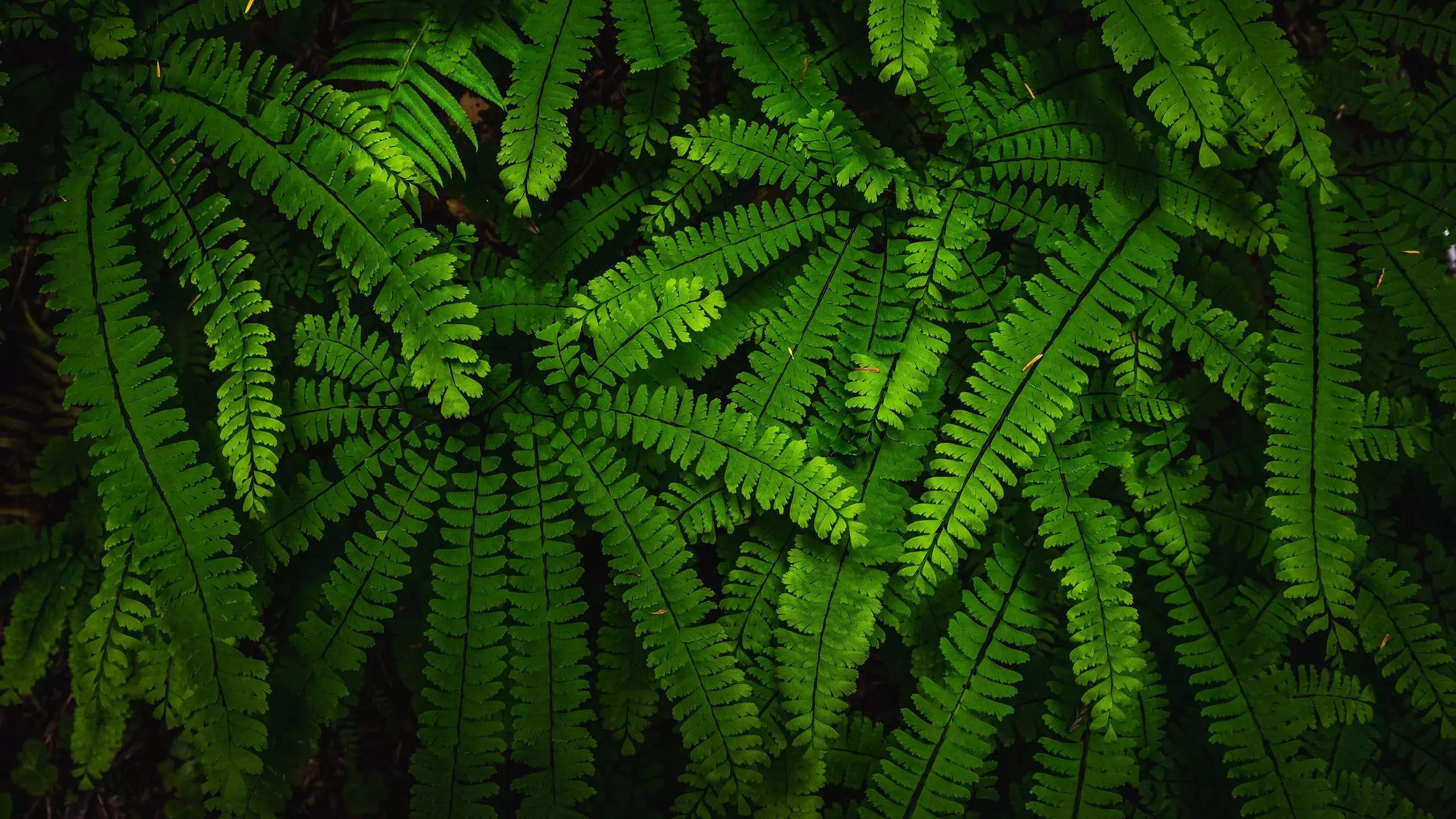 Beautiful Green Fern Leaves Tree Branches HD Nature
