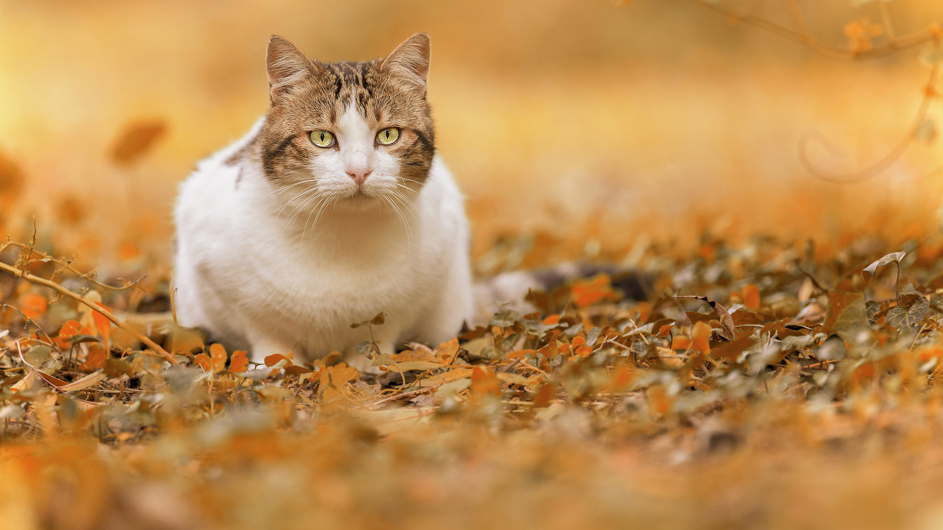 Brown And White Cat With Yellow Eyes Around Fallen Dry Leaves HD Cat