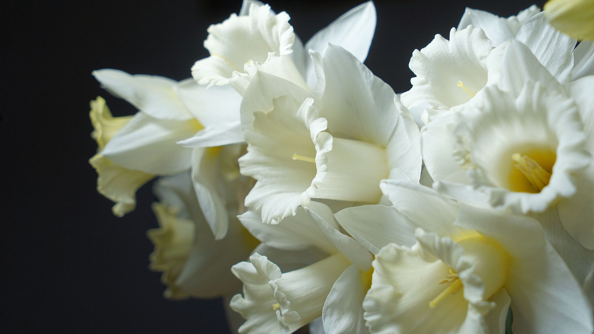 White Daffodil Narcissus In Black Wallpaper HD