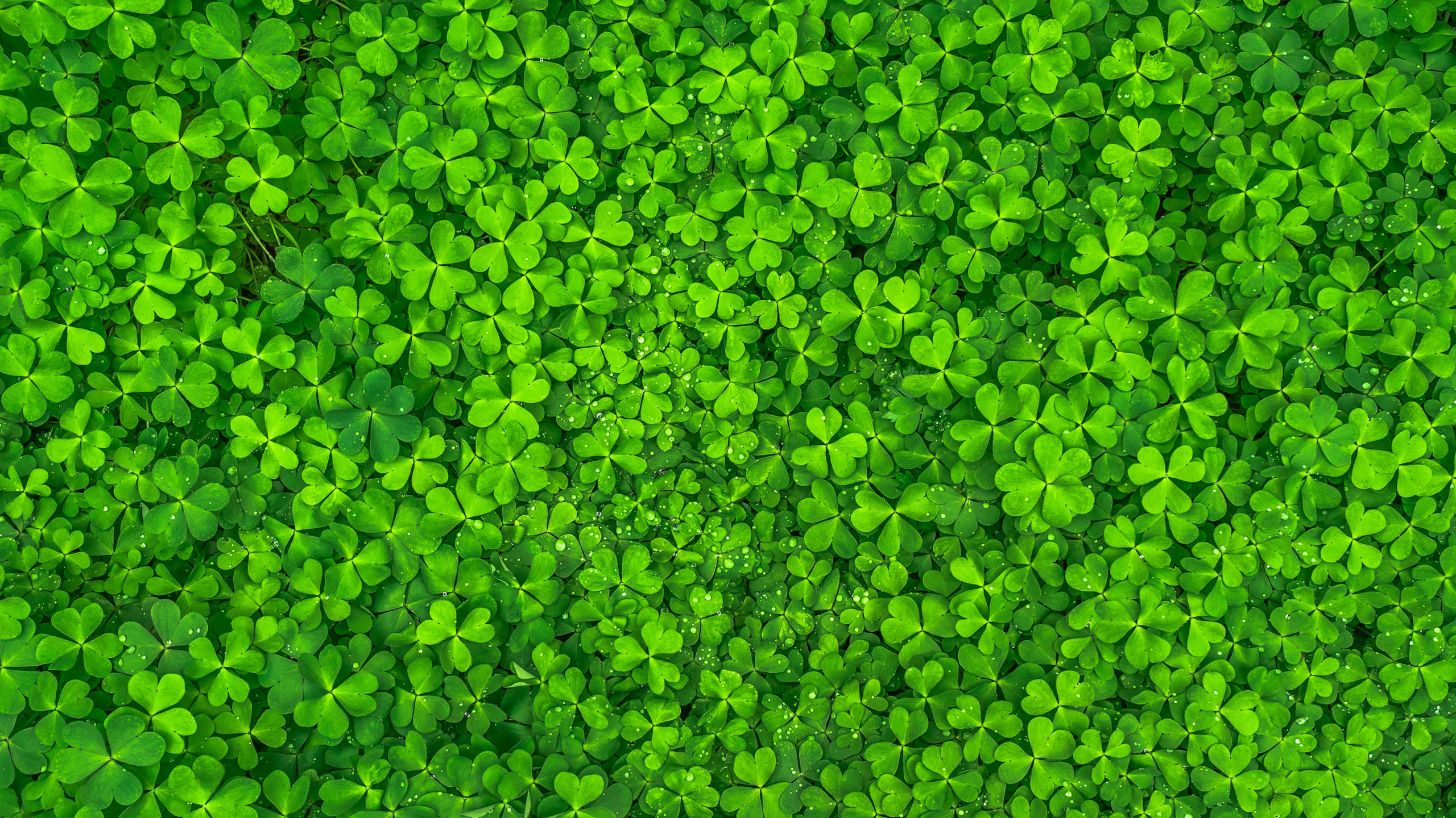 Green Four-Leaf Clovers HD Nature