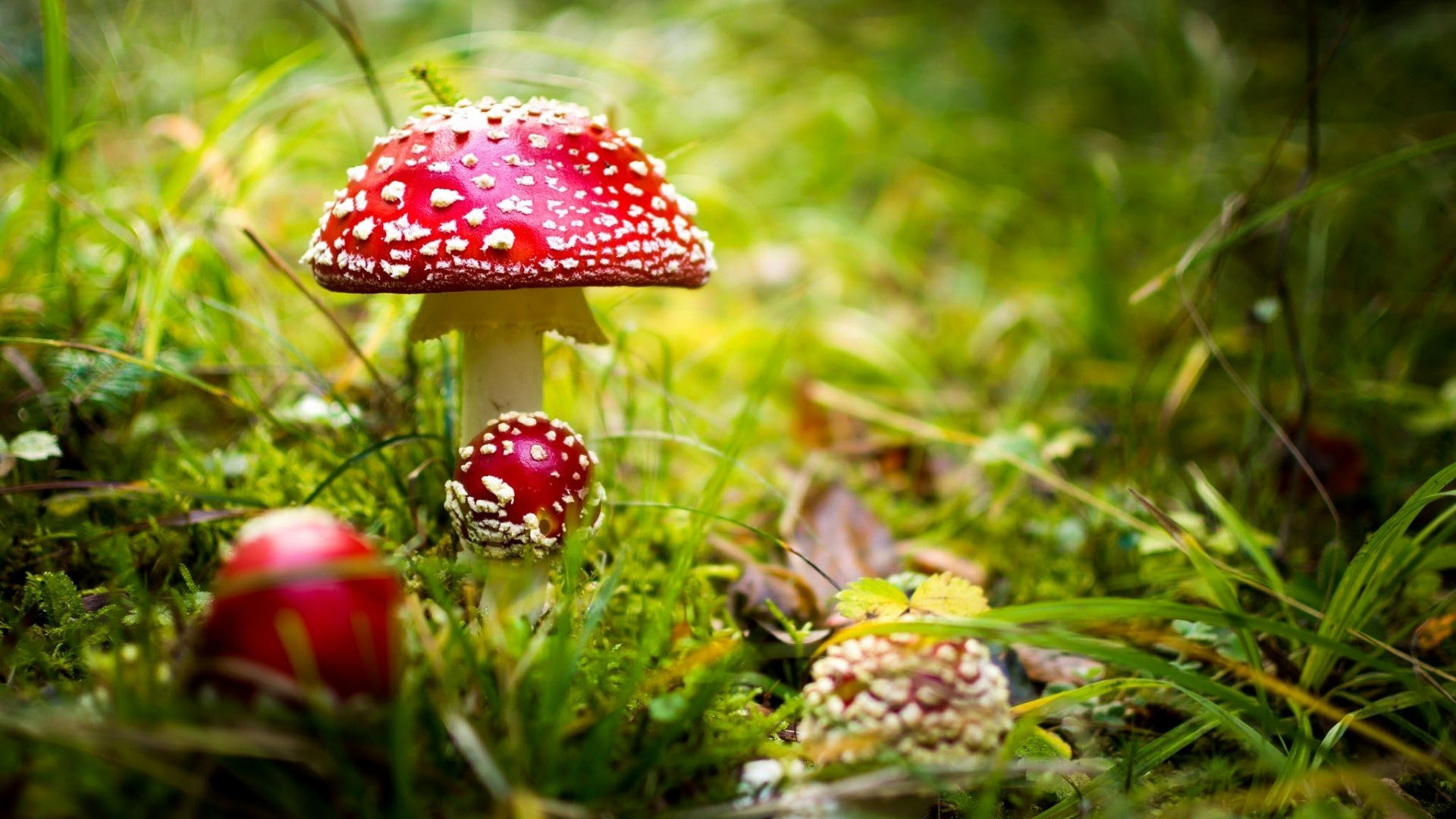 Red Mushrooms In Green Grass Field Blur Wallpaper HD Mushroom