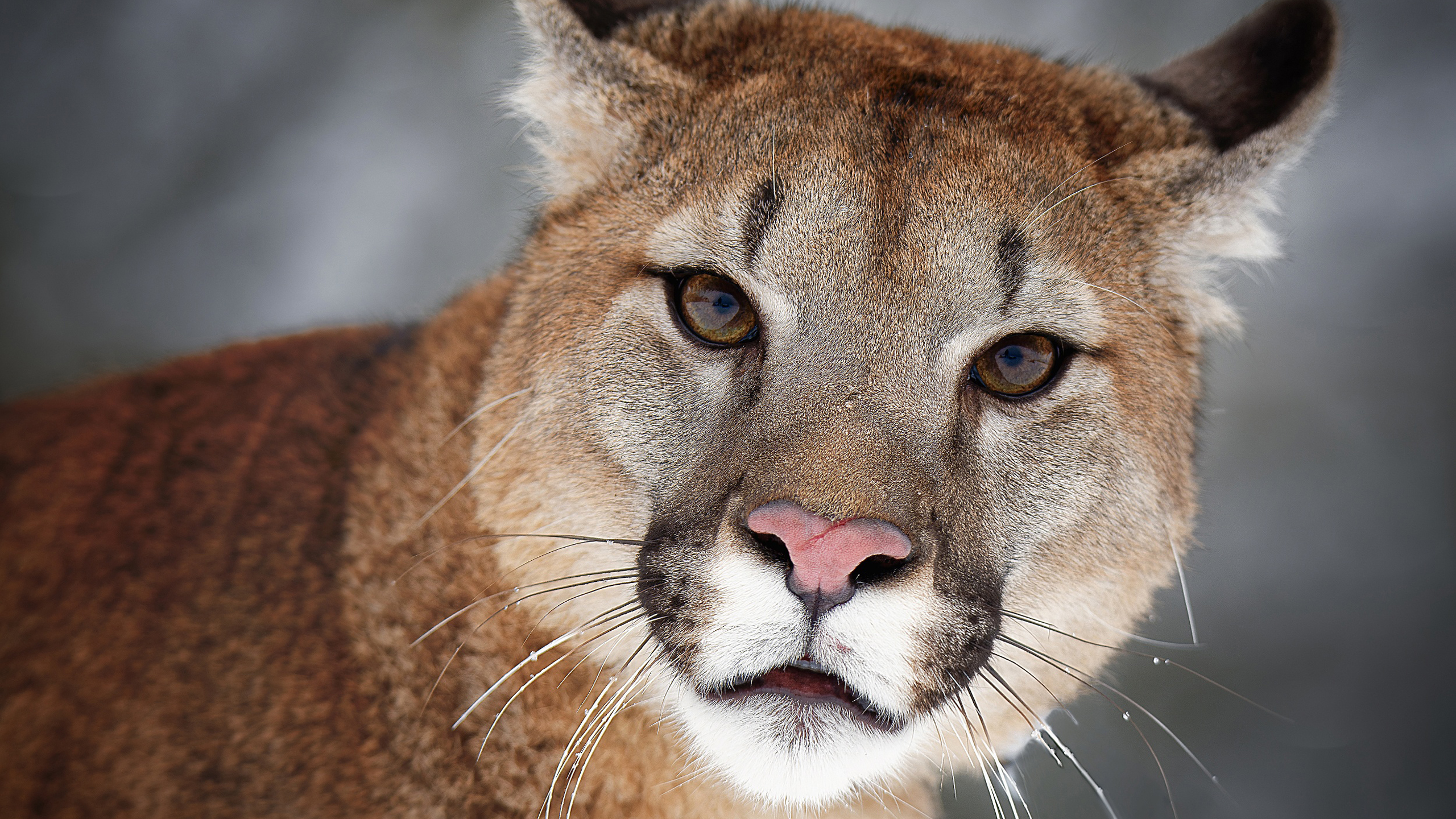 Closeup View Of Big Cat Cougar With Stare Look HD Animals