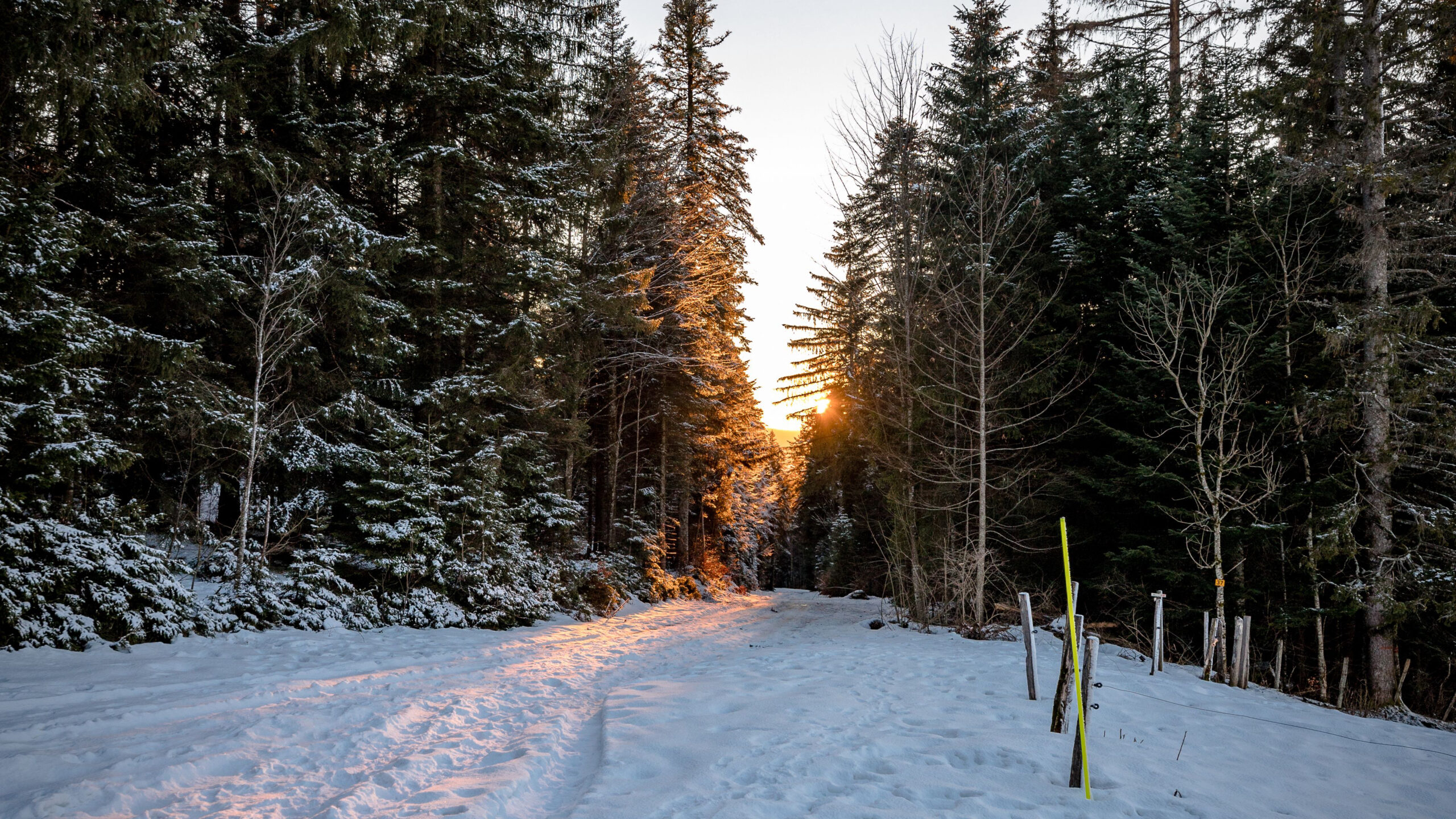 Beautiful Frost Spruce Trees Forest Snow Field Sunlight Sky Wallpaper K HD Winter