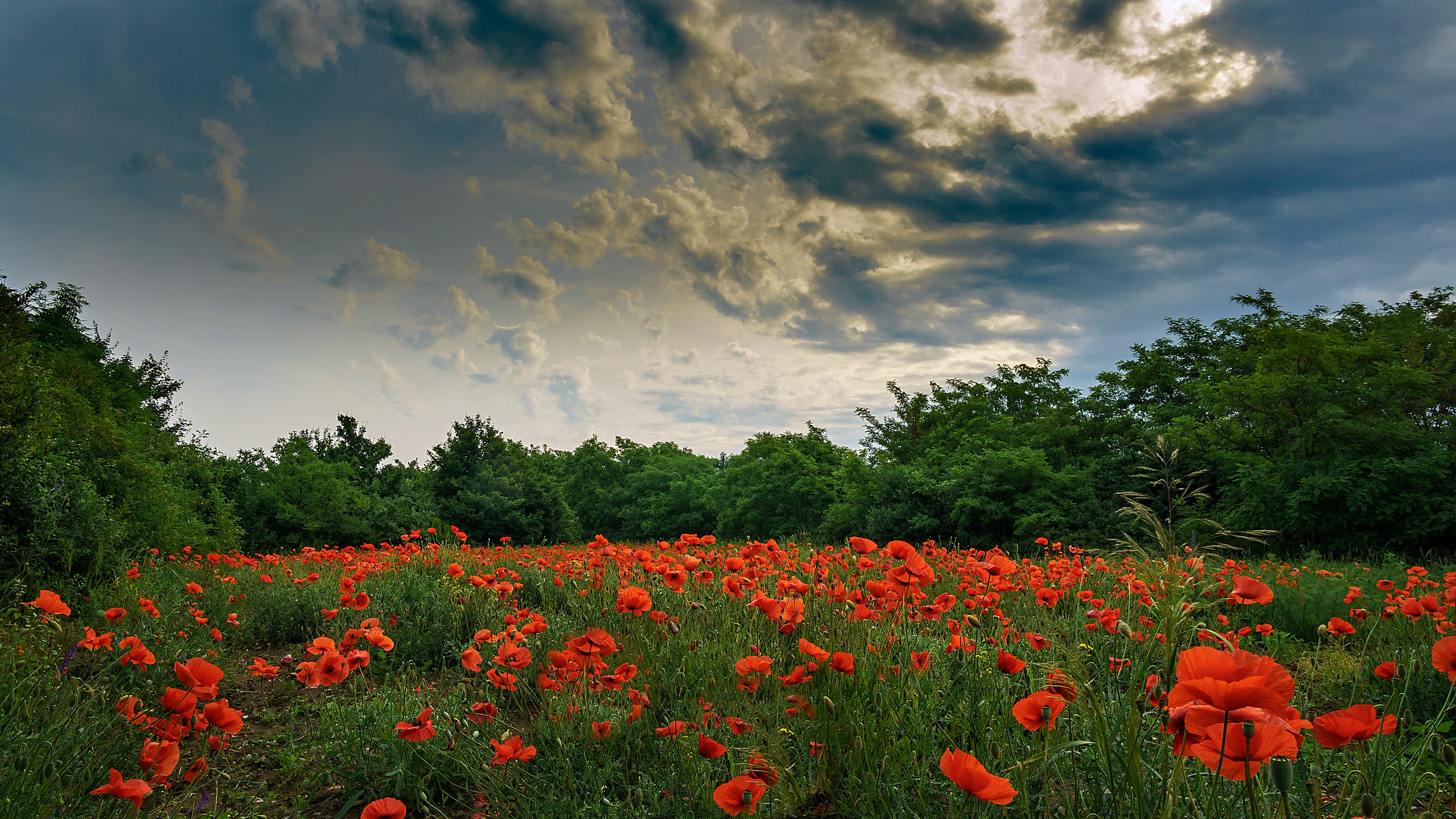 Red Common Poppy Green Plants Surrounded By Green Trees Under White Clouds Blue Sky HD